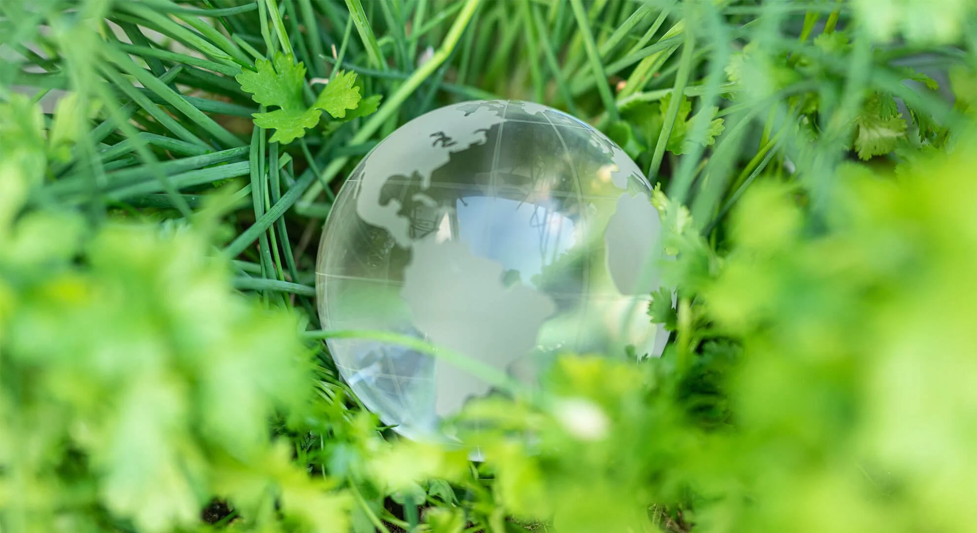 Hands planting cannabis seedling in organic soil for agricultural cultivation