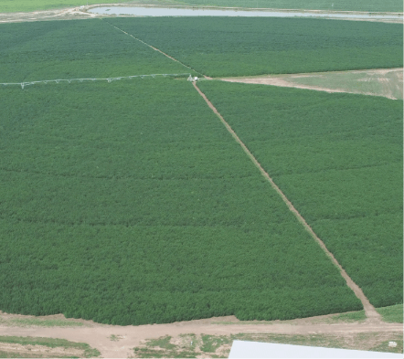 Image of a green field