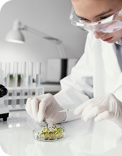 Laboratory scientist in protective gear examining botanical sample in petri dish during pharmaceutical research