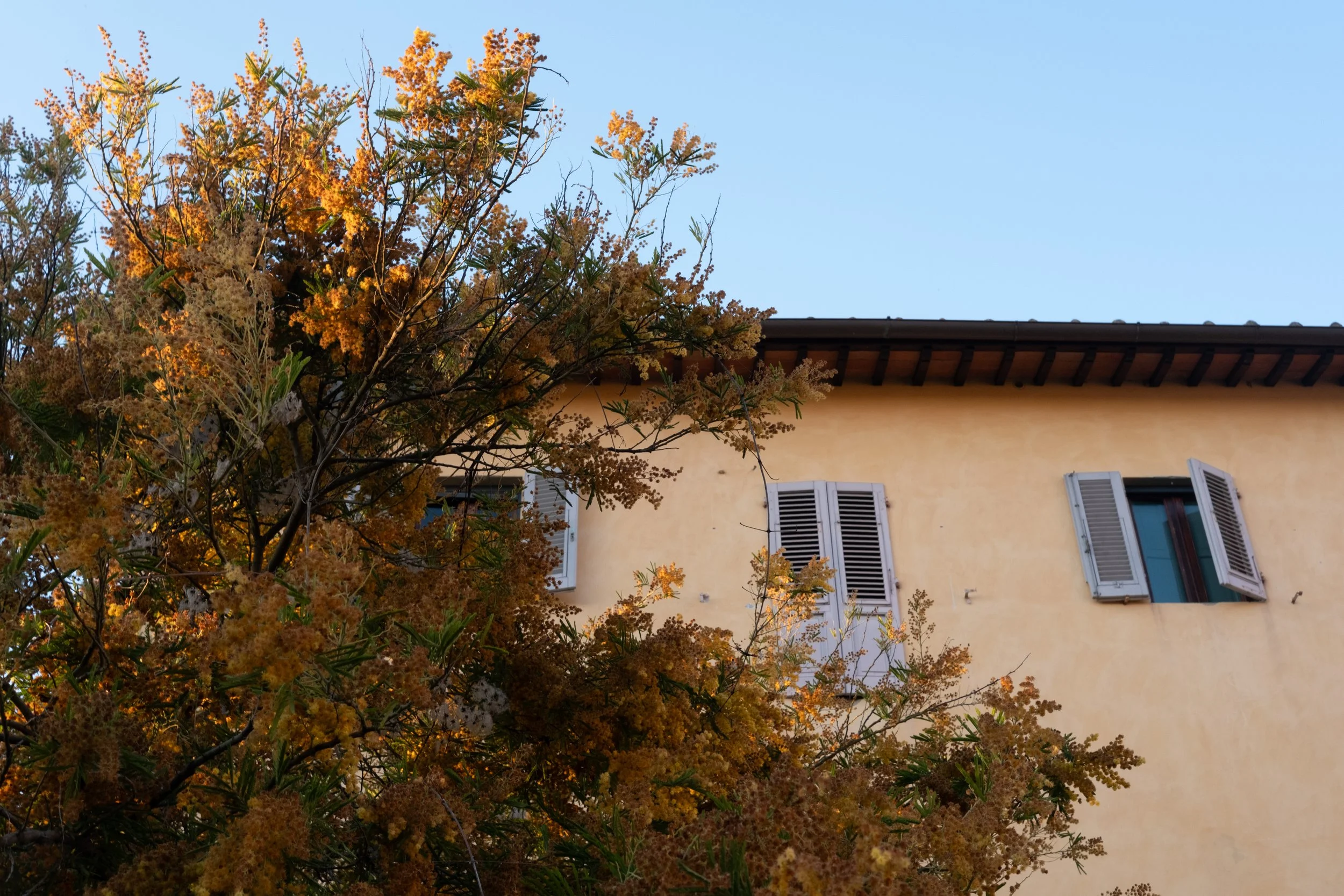 A yellow house with three open windows and blue shutters, partially obscured by a large tree with orange leaves, against a clear blue sky.
