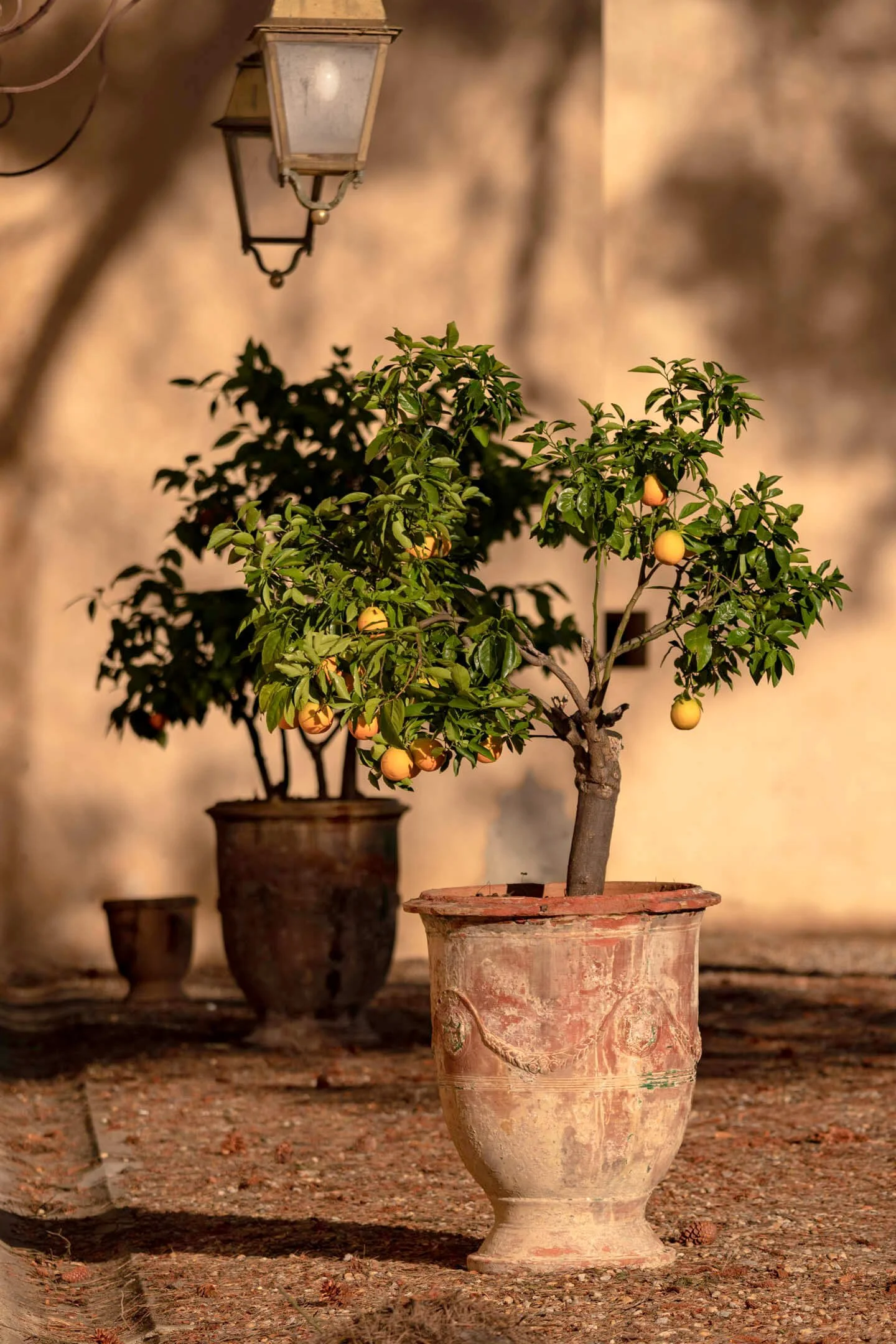 Oranger pot d'Anduze