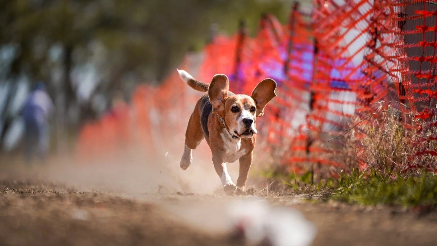 Medium Paws Dog running a Fast-Dogs Race.