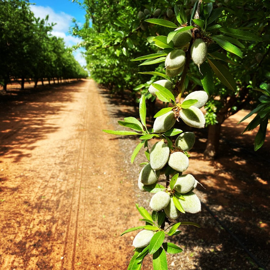 A close-up of almond tree branches with green almonds, along a dirt orchard path with other trees in the background.