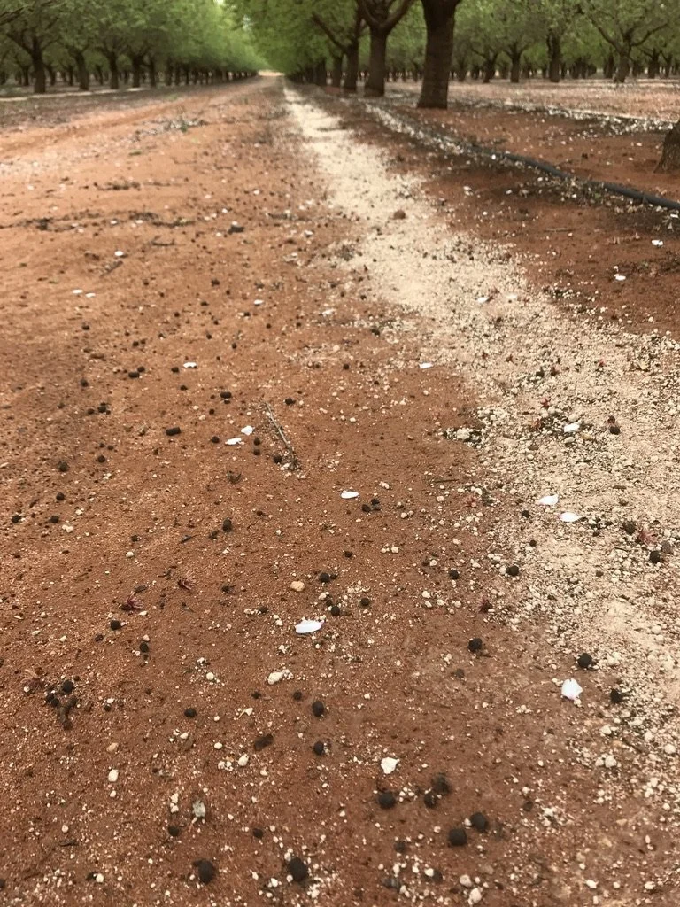 An orchard with rows of green trees and a dirt path running through the middle, scattered with fallen white petals or blossoms.