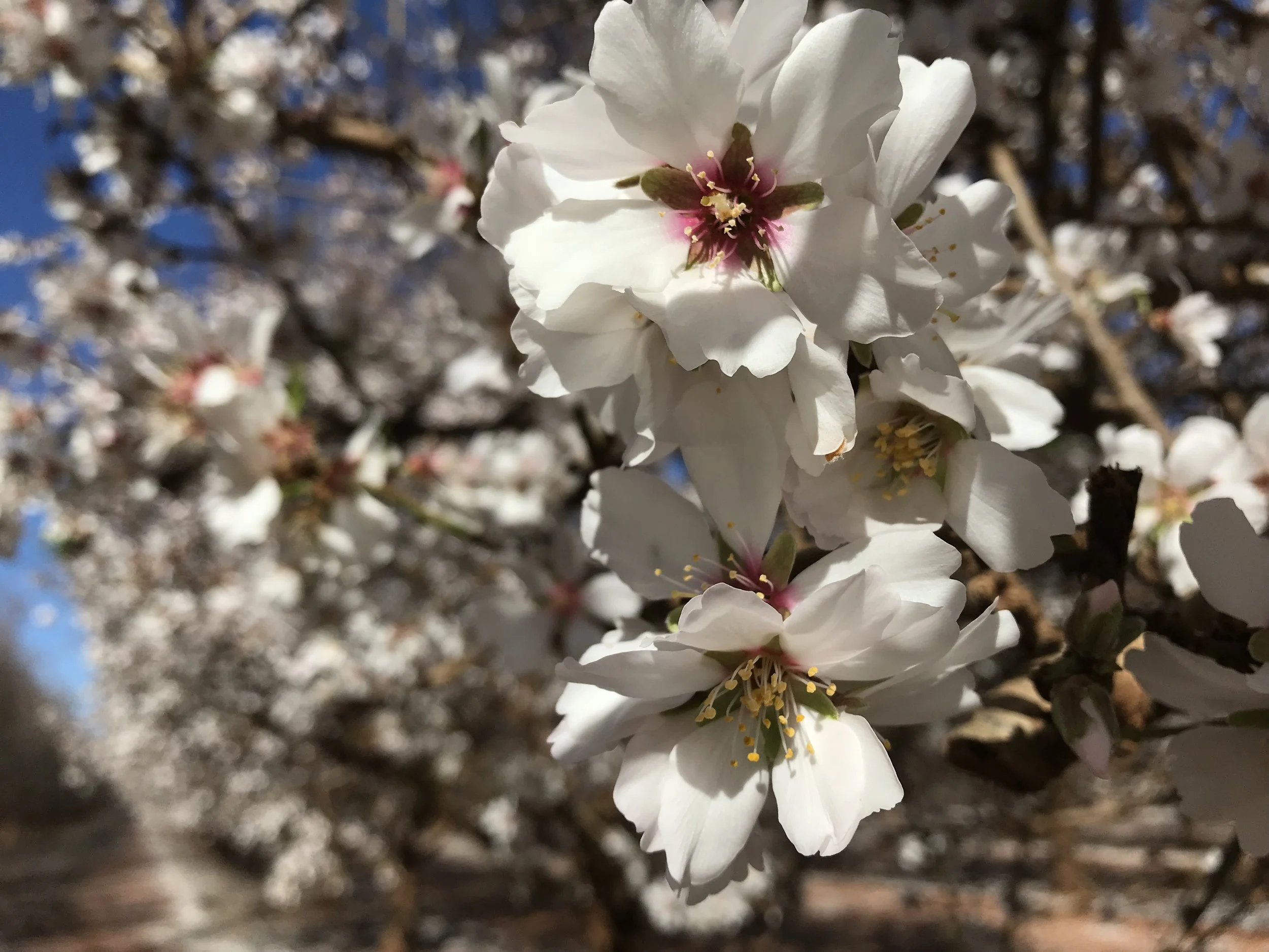 Close-up of white cherry blossoms on a tree branch with a blue sky in the background.