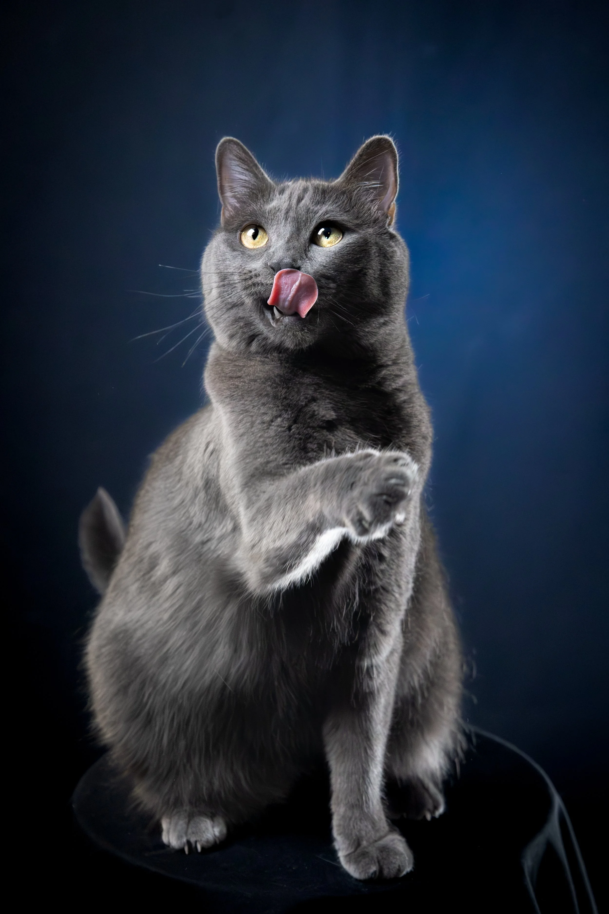 Shooting animal de compagnie à domicile