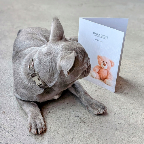 A gray French Bulldog lying on the ground, looking at a greeting card with a teddy bear on it.