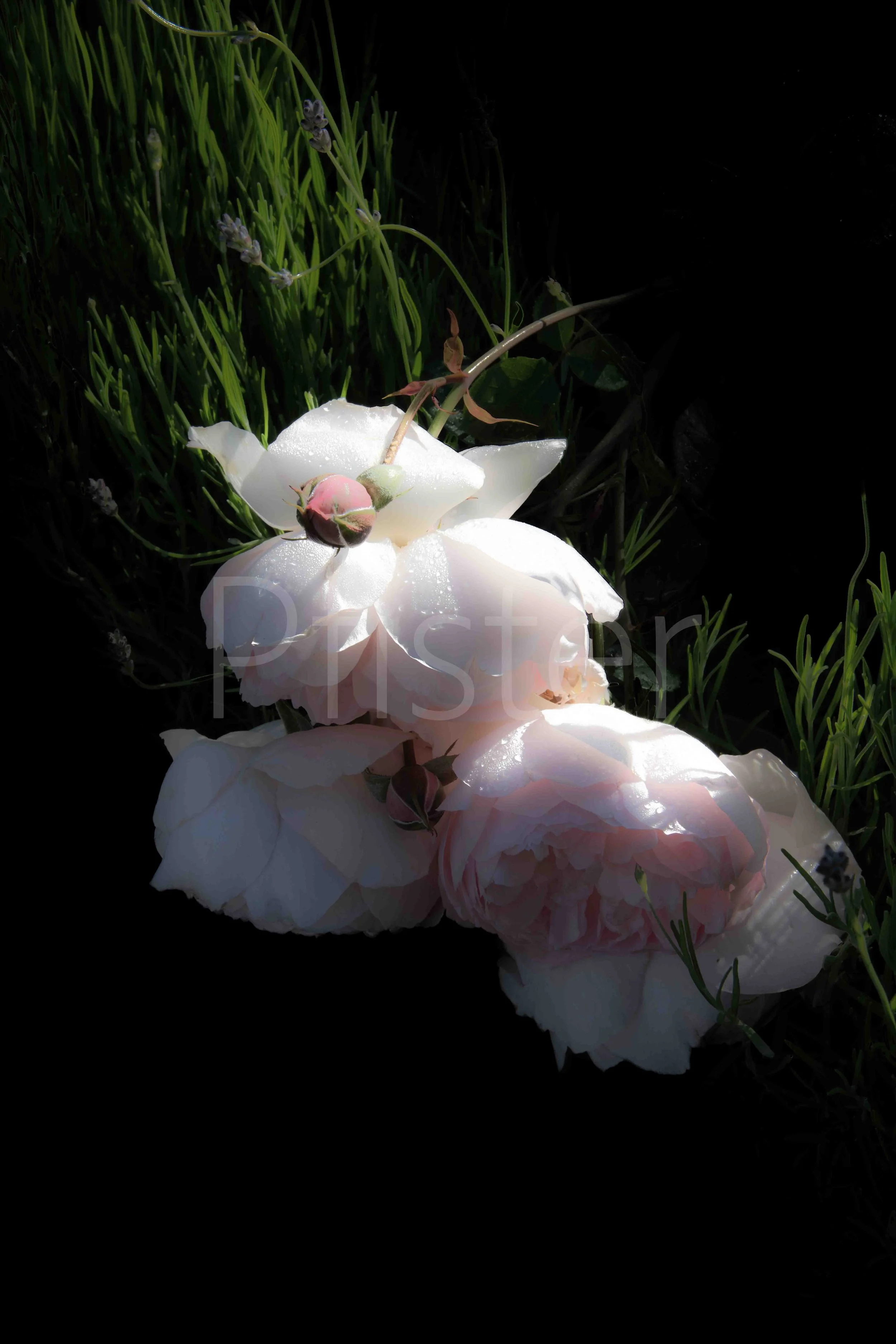 Close-up of white and light pink peonies with water droplets on their petals, lying among green grass and small purple flowers with shadows and sunlight.