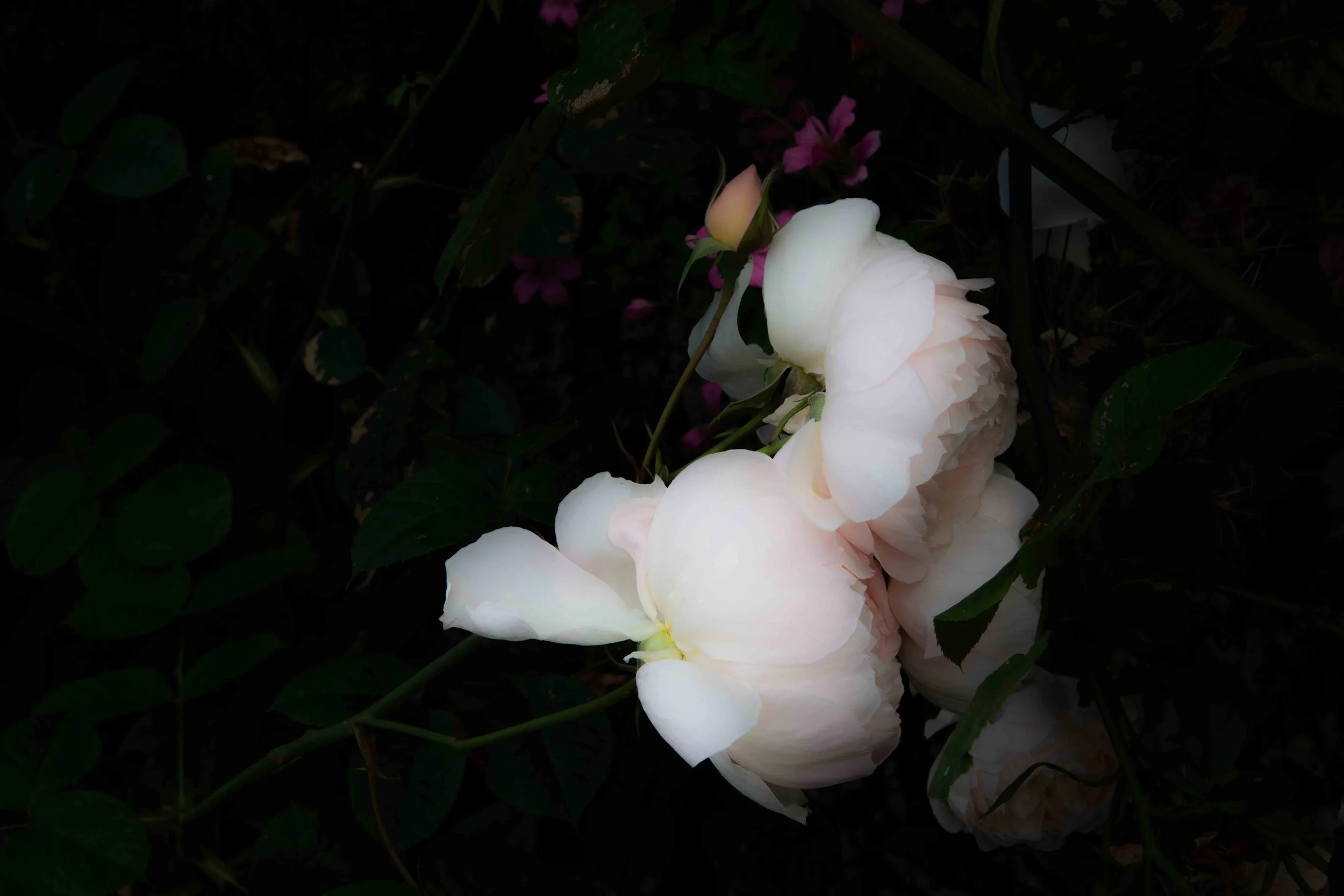 White peonies and pink flowers on dark background.