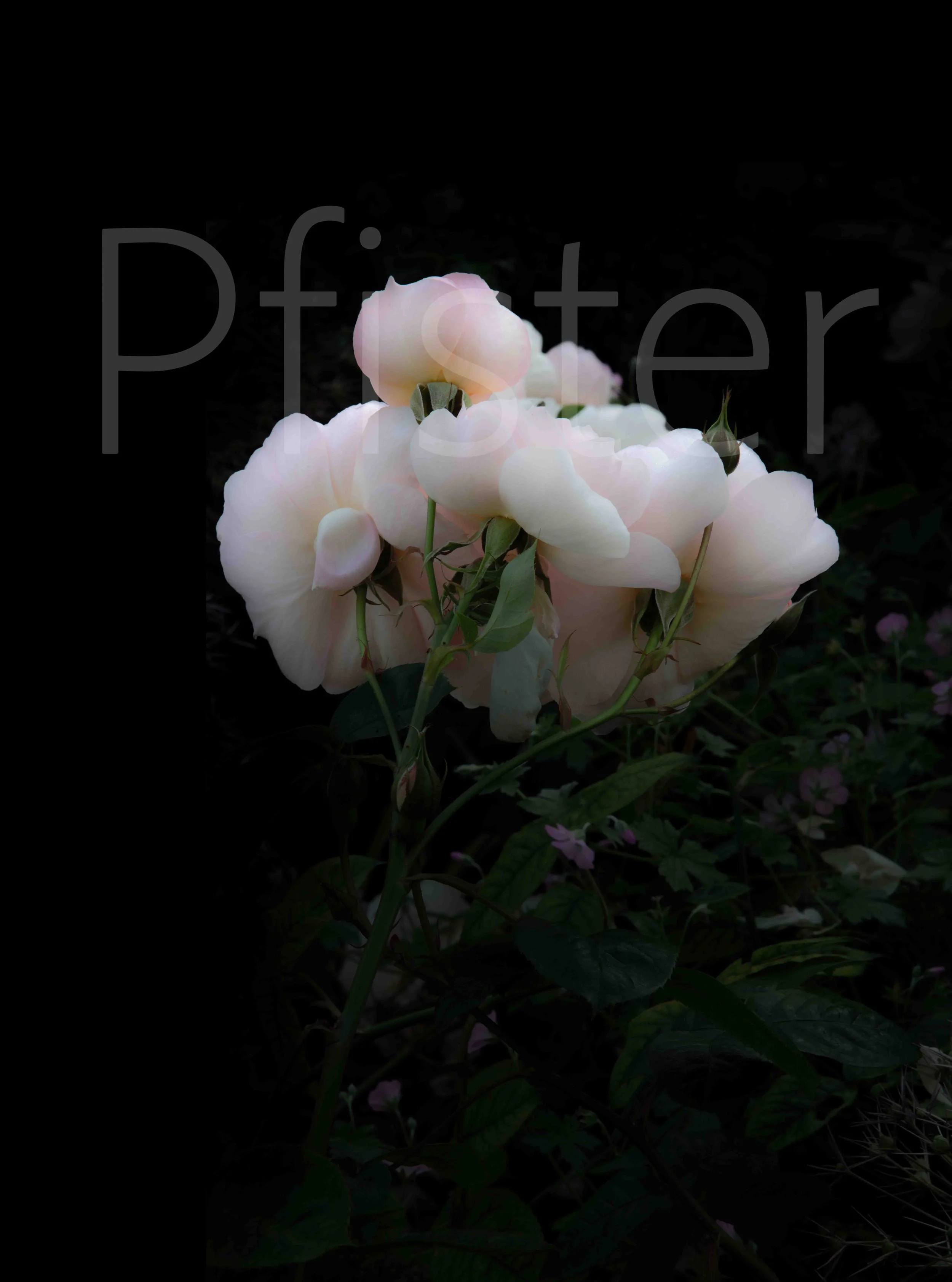 Pink rose. Using Hahnemühle 308gsm PhotoRag museum-quality etching paper, each print is made by hand by a master printer. Signed Limited Edition of 50 - certificate provided Worldwide Shipping Available Bespoke Framing Options for UK Customers