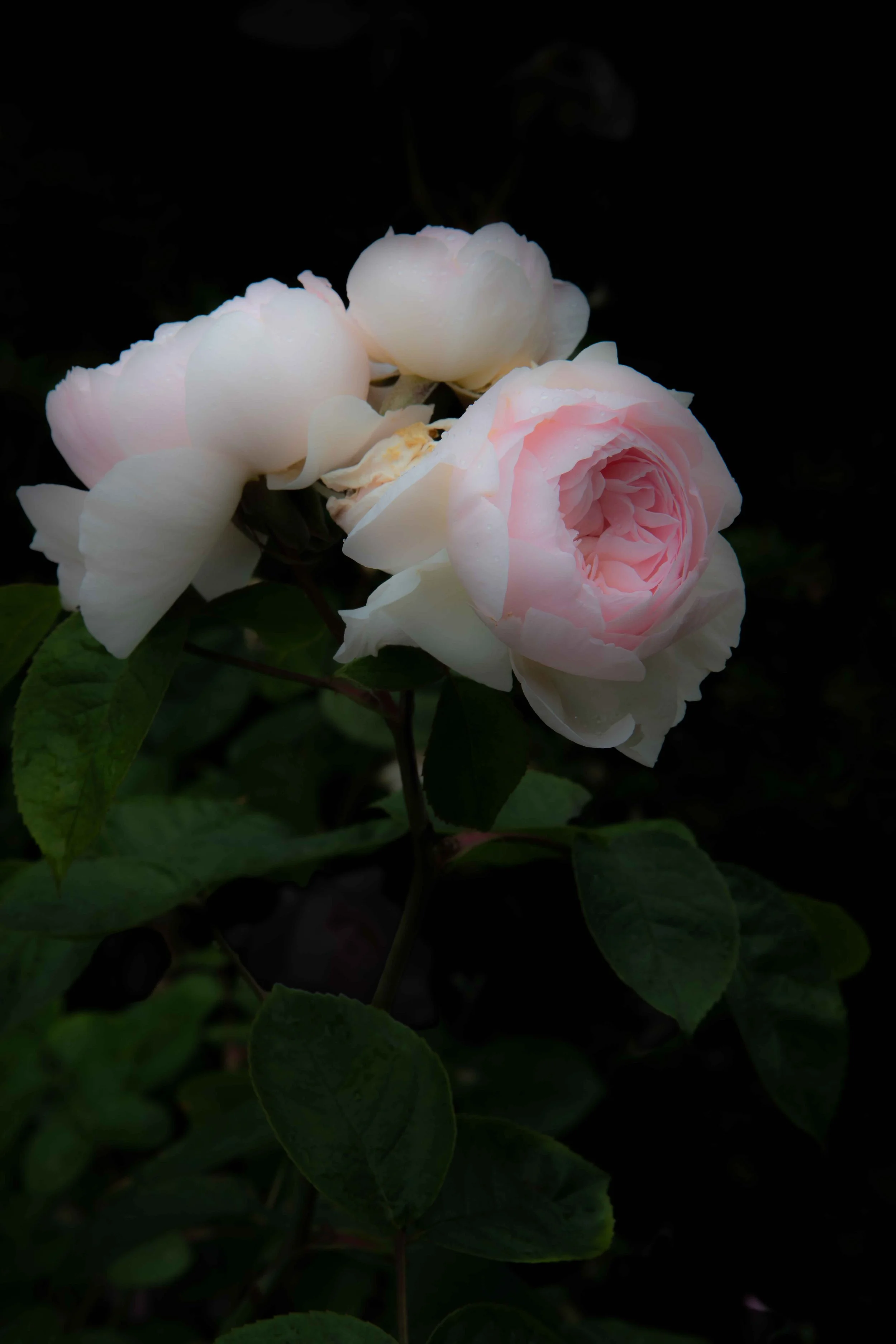 Close-up of light pink and white roses blooming on dark green leaves