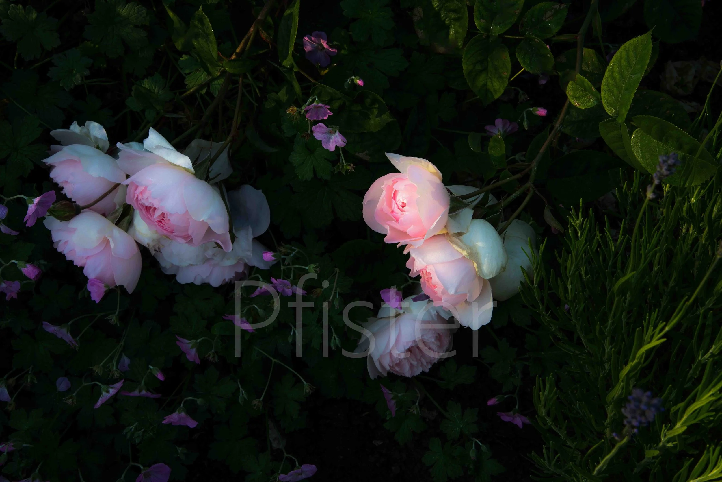 Pink /white rose. Using Hahnemühle 308gsm PhotoRag museum-quality etching paper, each print is made by hand by a master printer. Signed Limited Edition of 50 - certificate provided Worldwide Shipping Available Bespoke Framing Options for UK Customers