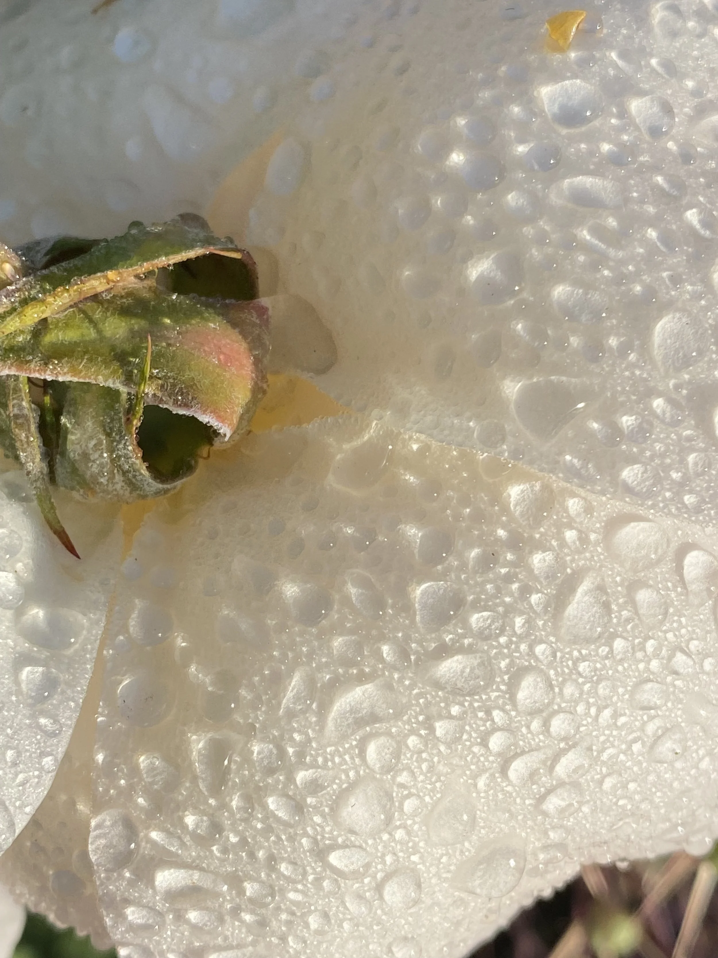 Intensive Tarot Card Session.