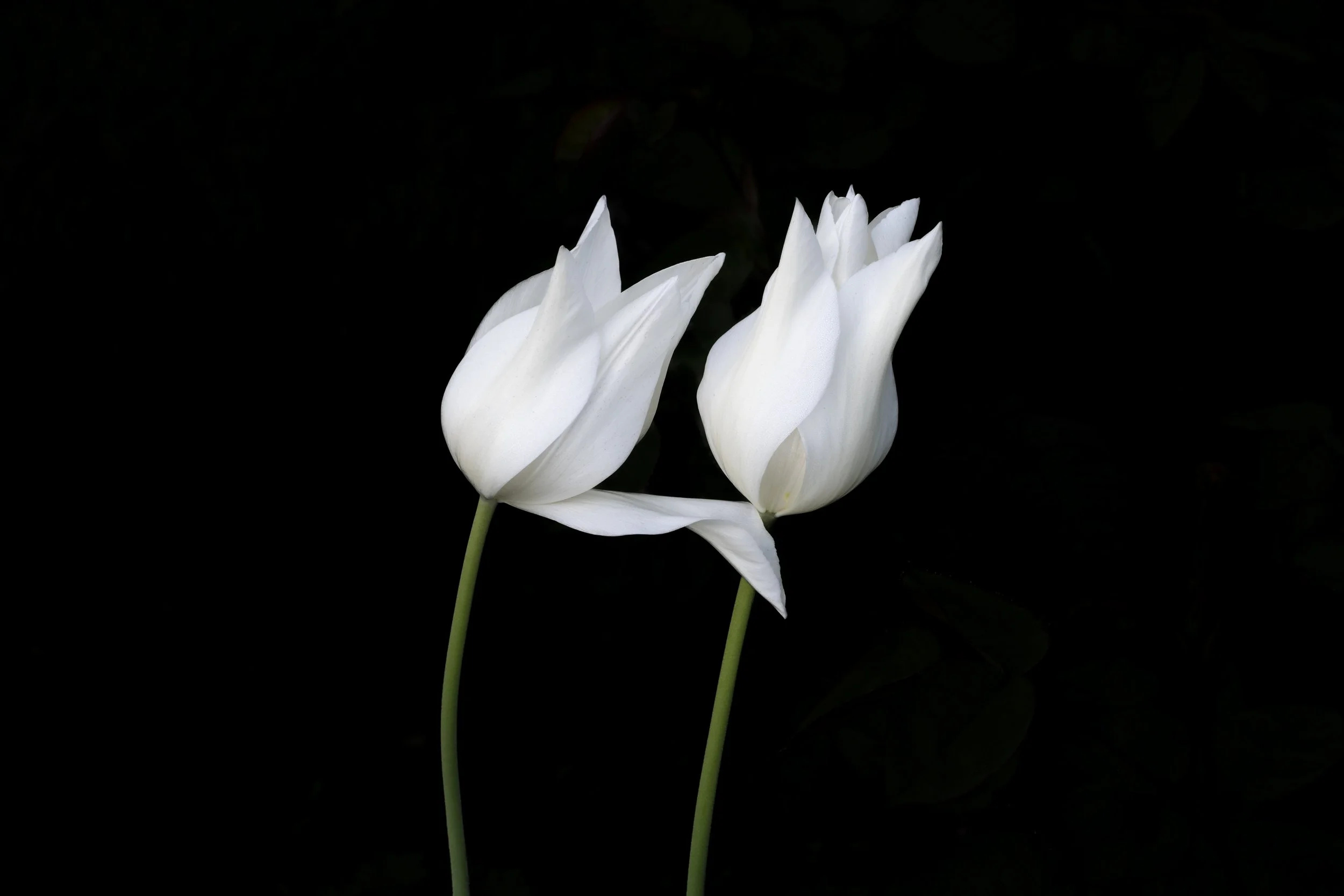 White tulip. Using Hahnemühle 308gsm PhotoRag museum-quality etching paper, each print is made by hand by a master printer. Signed Limited Edition of 50 - certificate provided Worldwide Shipping Available Bespoke Framing Options for UK Customers
