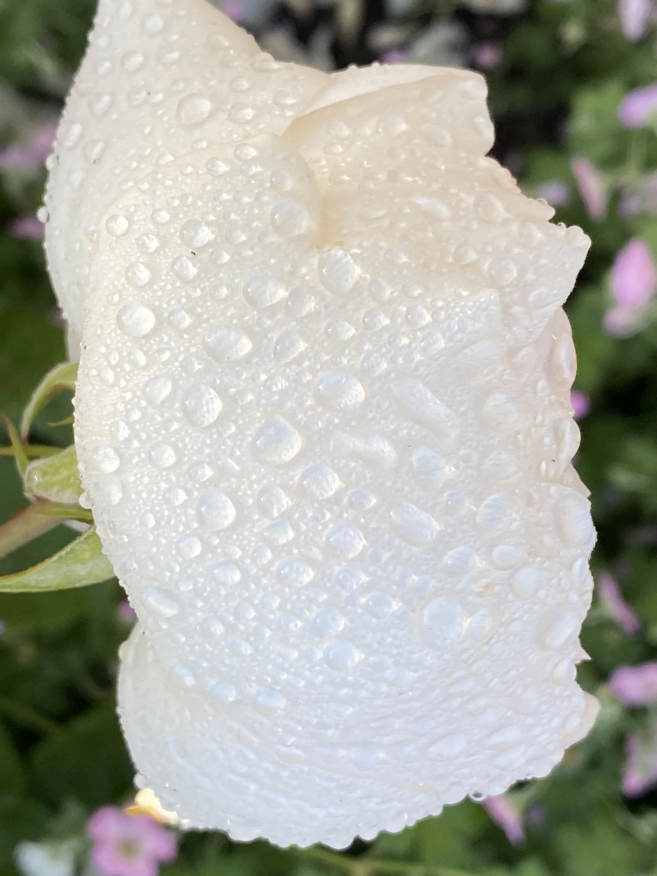 Graced Treatment Session Plus a Healy Treatment