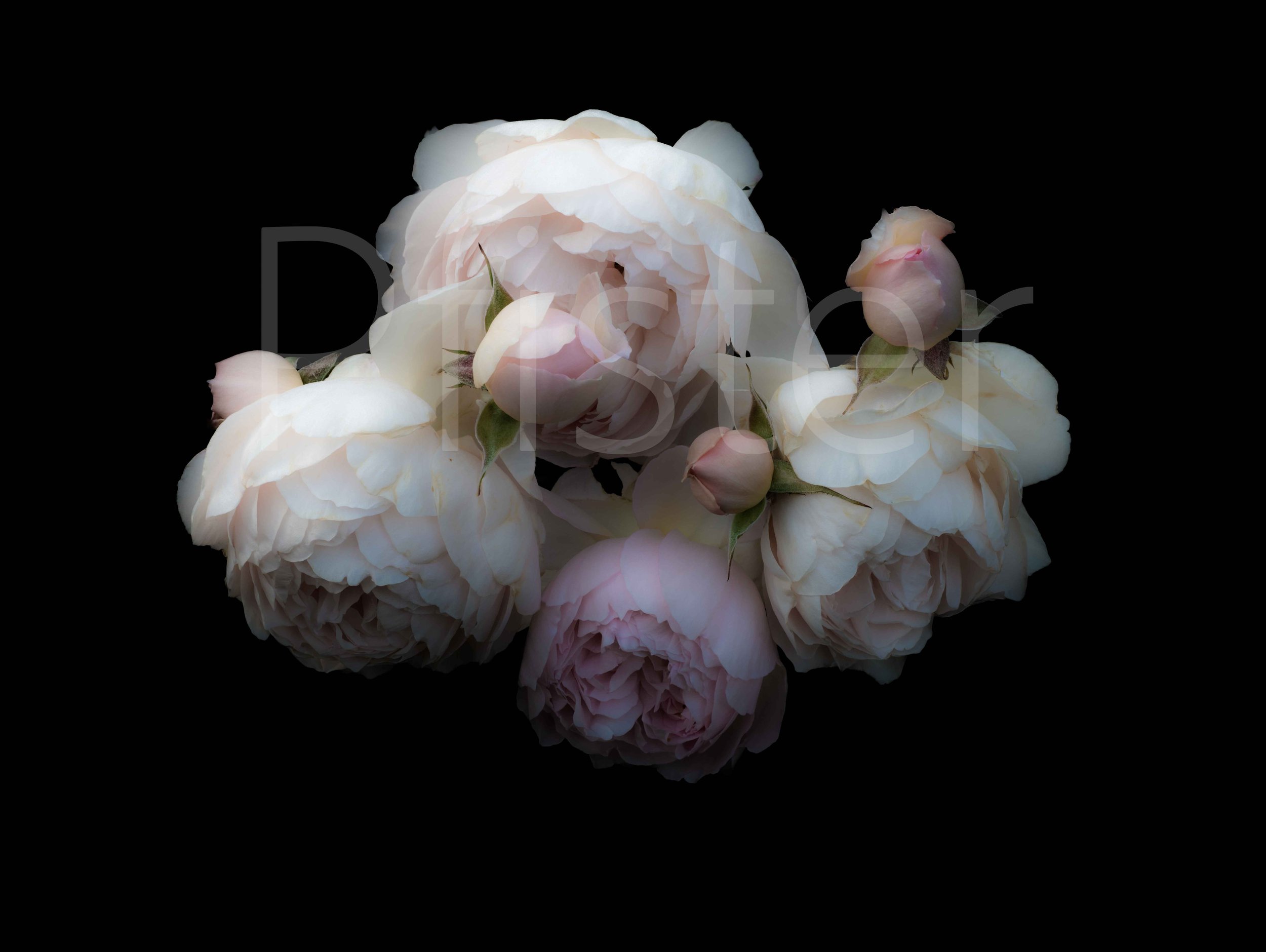 A bouquet of light pink and white roses against a black background.