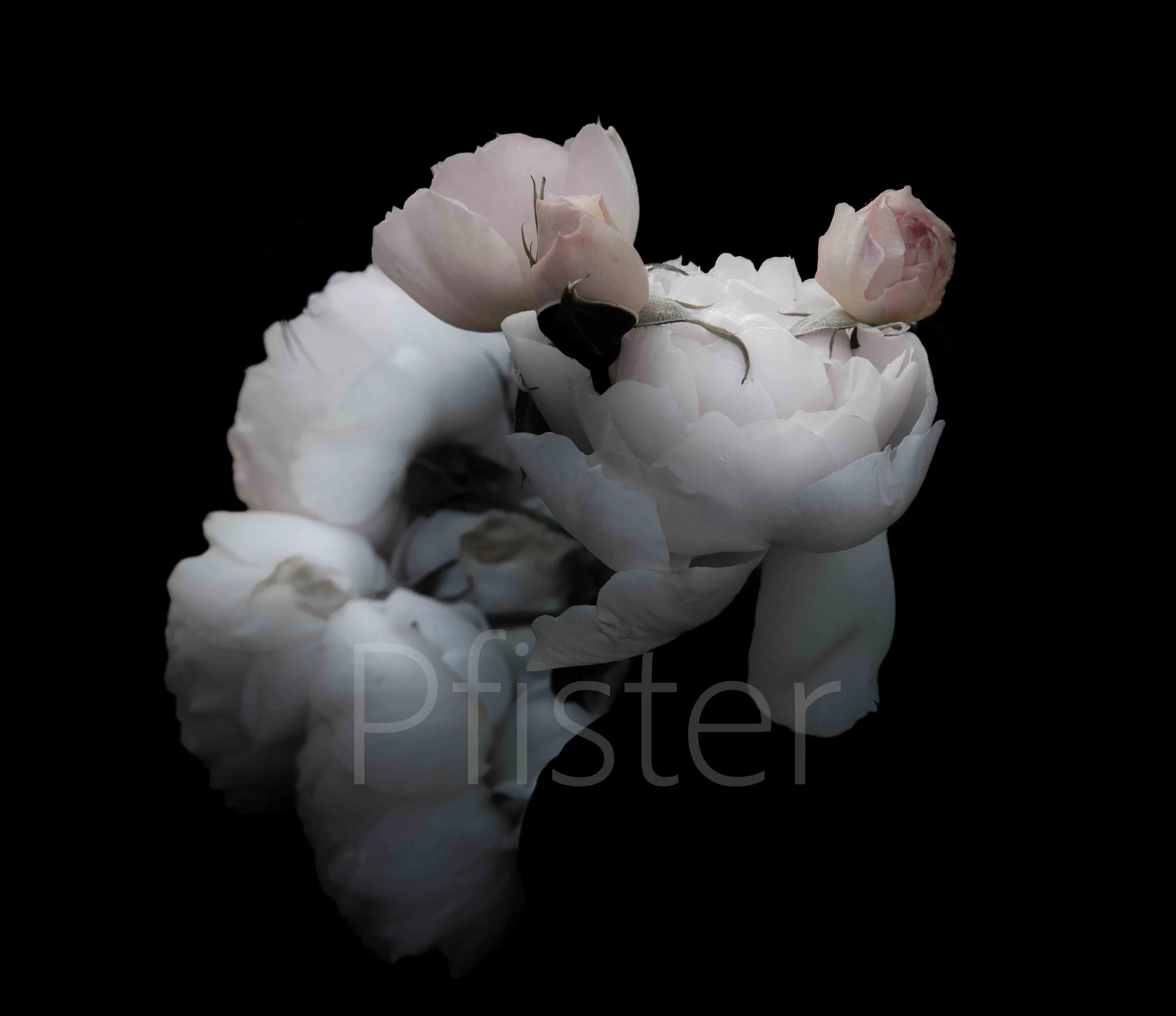 Pink rose. Using Hahnemühle 308gsm PhotoRag museum-quality etching paper, each print is made by hand by a master printer. Signed Limited Edition of 50 - certificate provided Worldwide Shipping Available Bespoke Framing Options for UK Customers