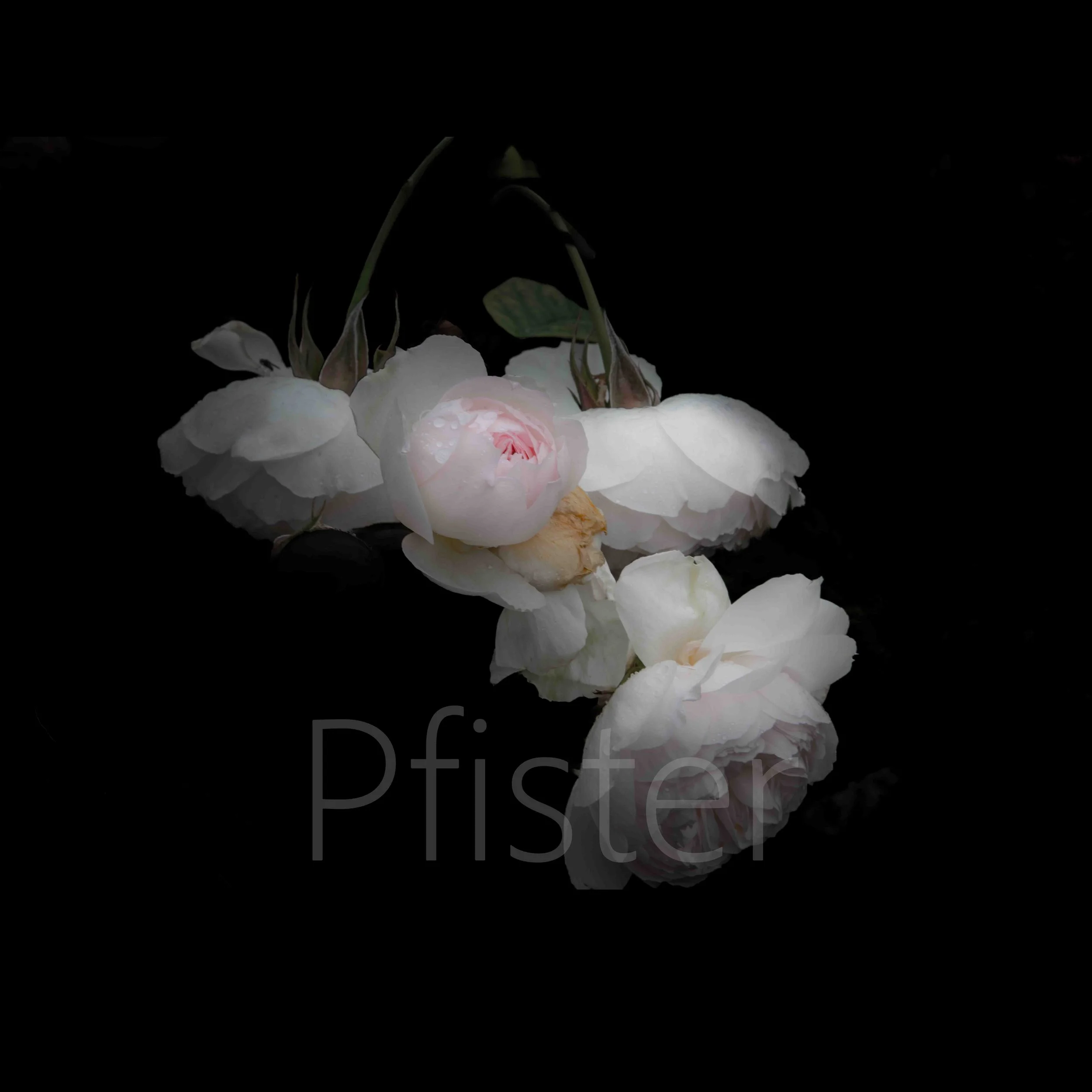 A white flower against a black background. Using Hahnemühle 308gsm PhotoRag museum-quality etching paper, each print is made by hand by a master printer. 

Signed Limited Edition of 50 -  certificate provided

Worldwide Shipping Available

Bespoke Fr