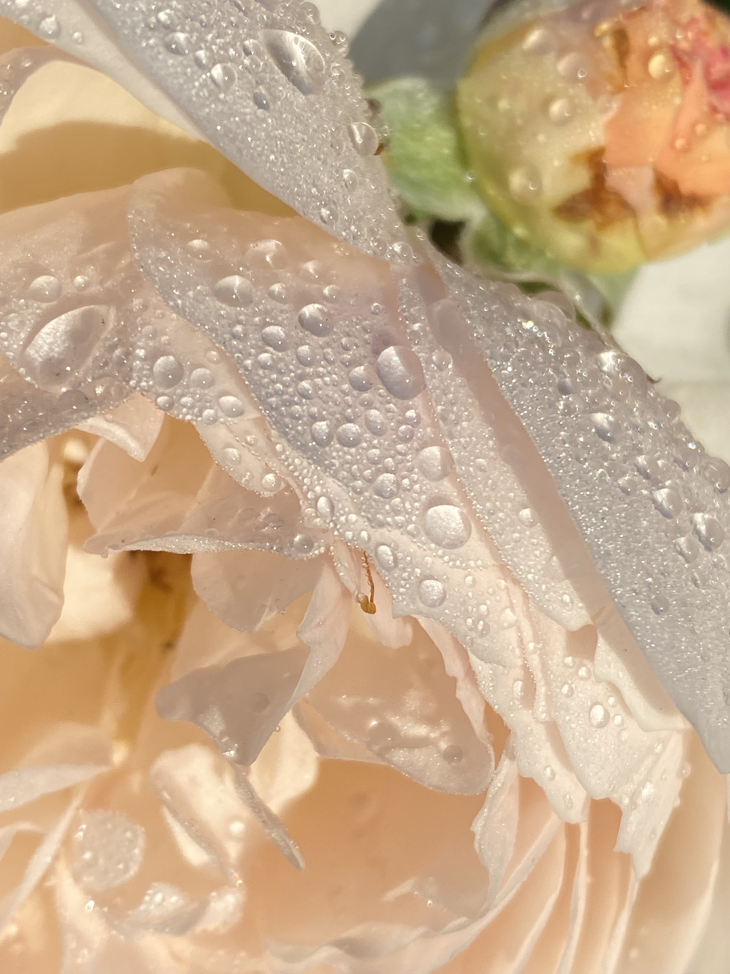 SHORT SESSION: ANYONE