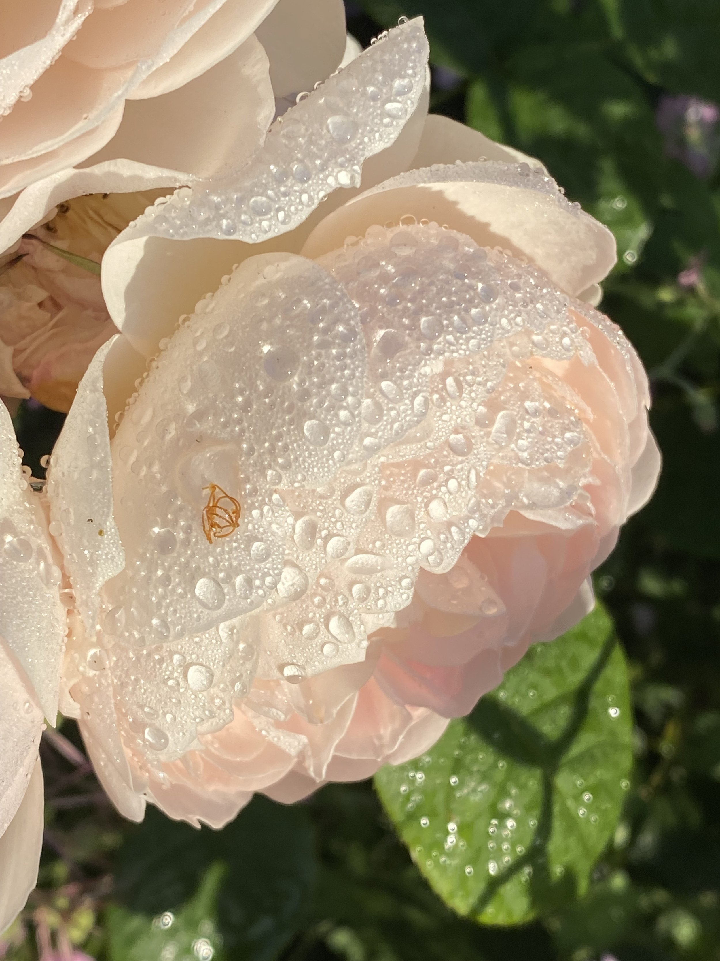 Four In-depth Code Session and/or In-depth Graced Session