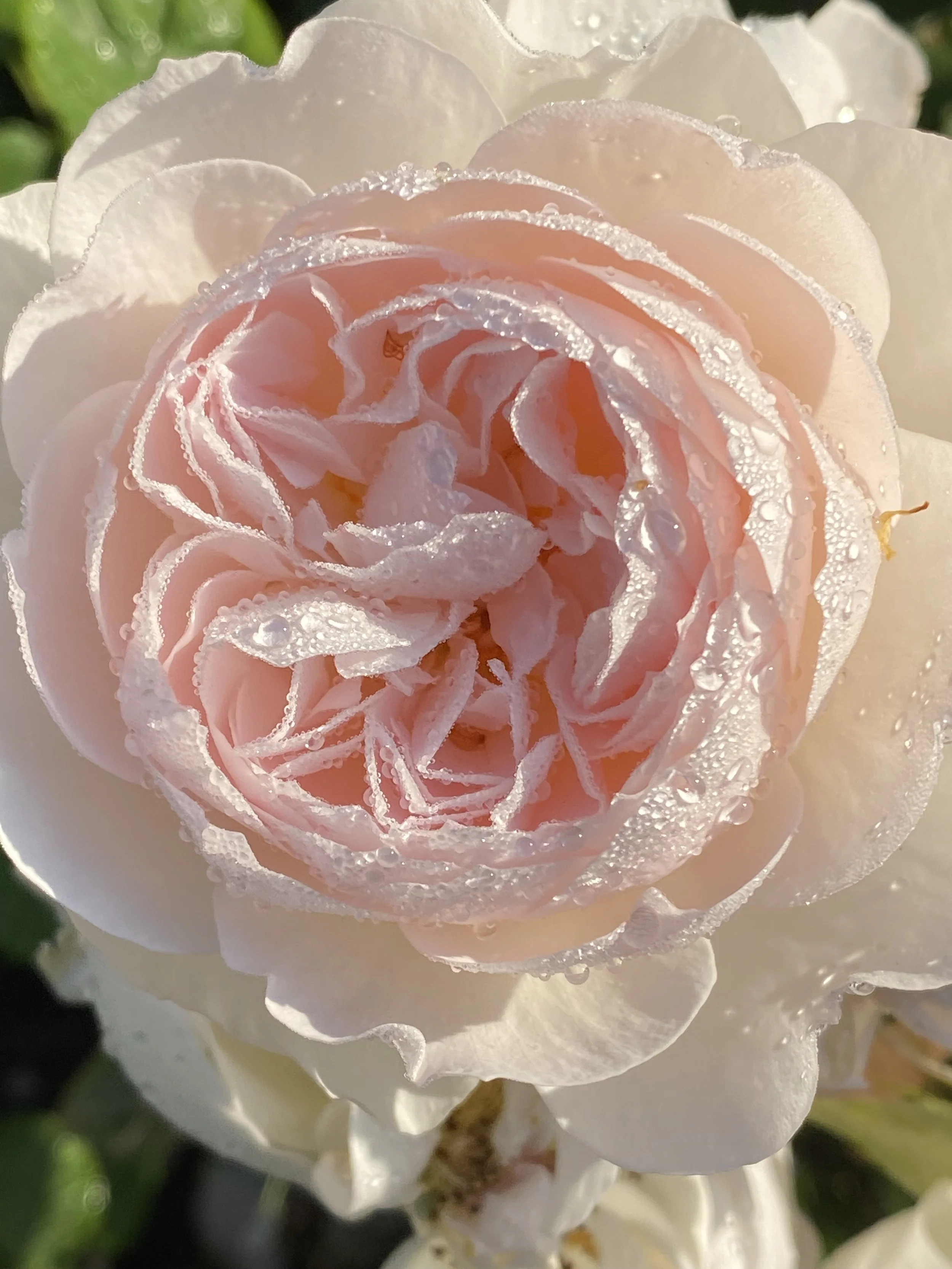 Remote Healy Treatment