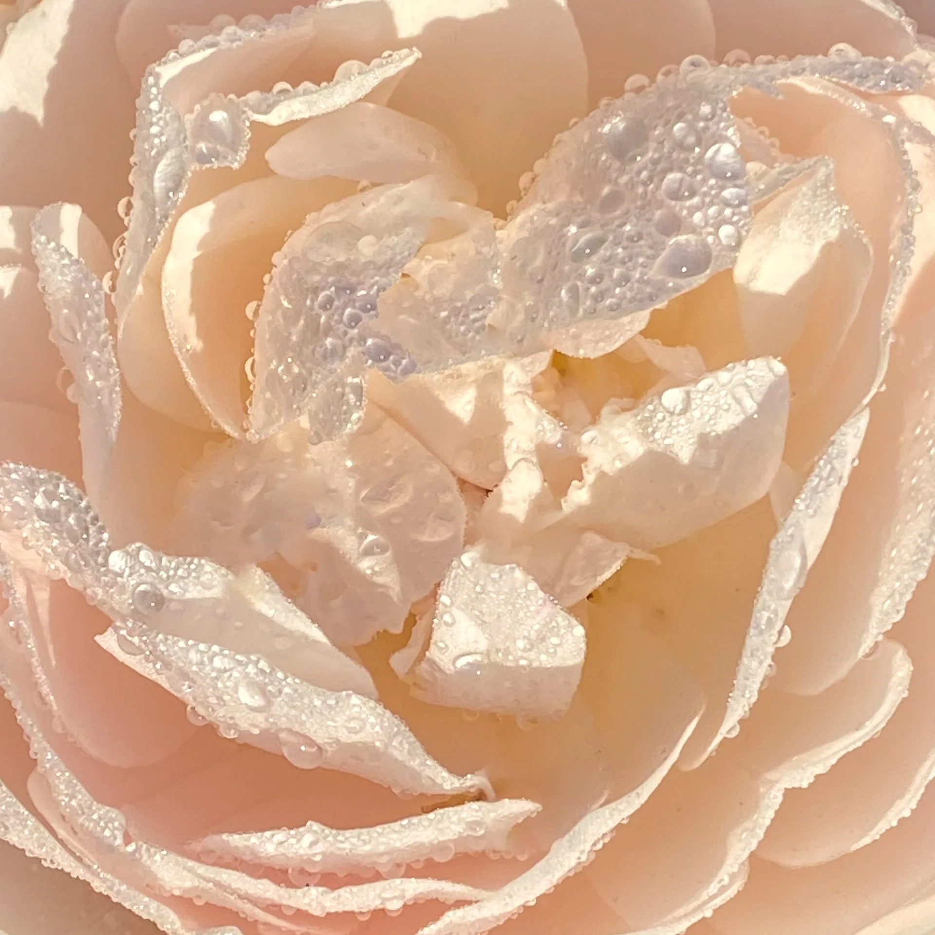 PACKAGE OPTION: Four  Emotion/Body/Belief Code Sessions with Healy Treatments