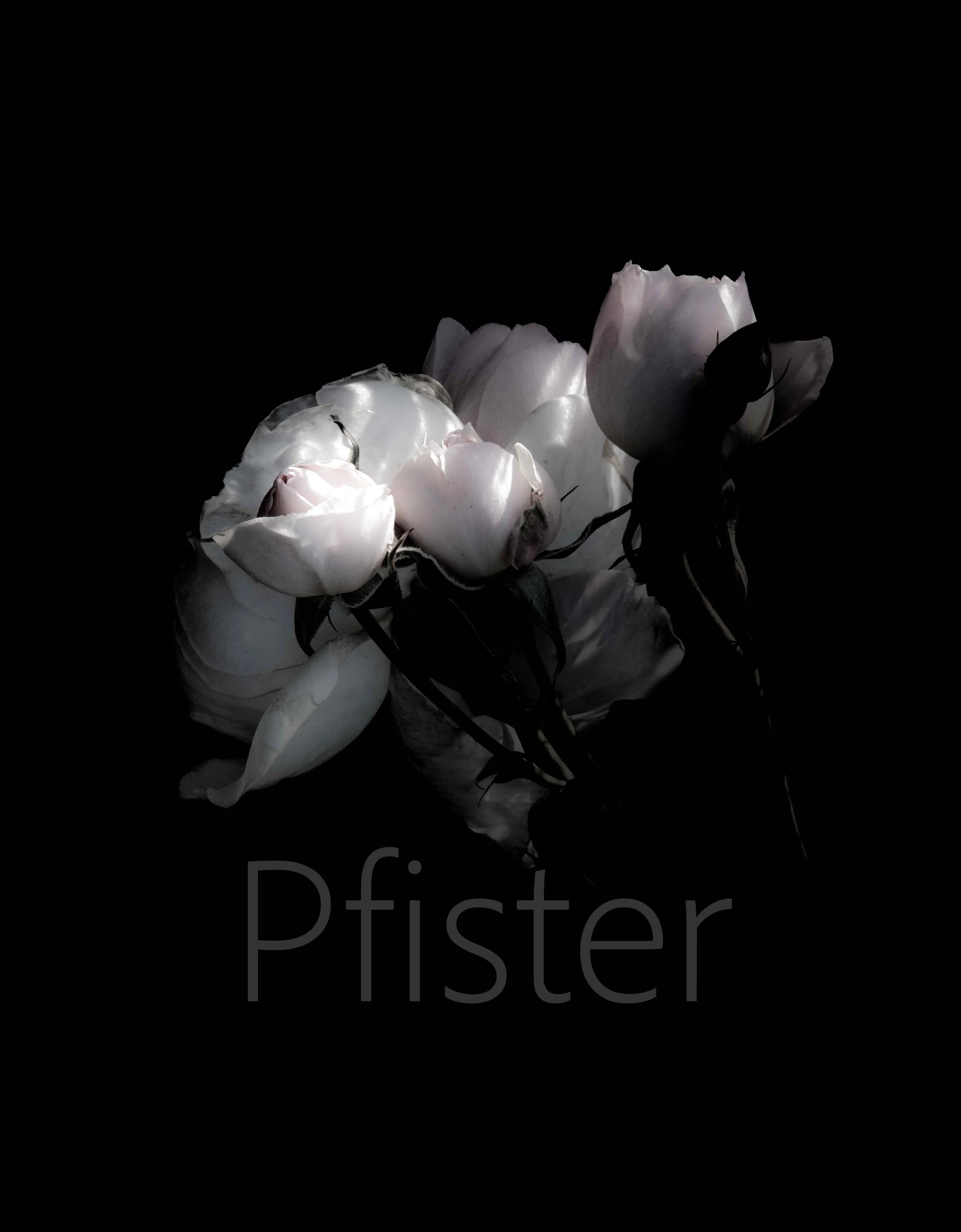 Pink rose. Using Hahnemühle 308gsm PhotoRag museum-quality etching paper, each print is made by hand by a master printer. Signed Limited Edition of 50 - certificate provided Worldwide Shipping Available Bespoke Framing Options for UK Customers