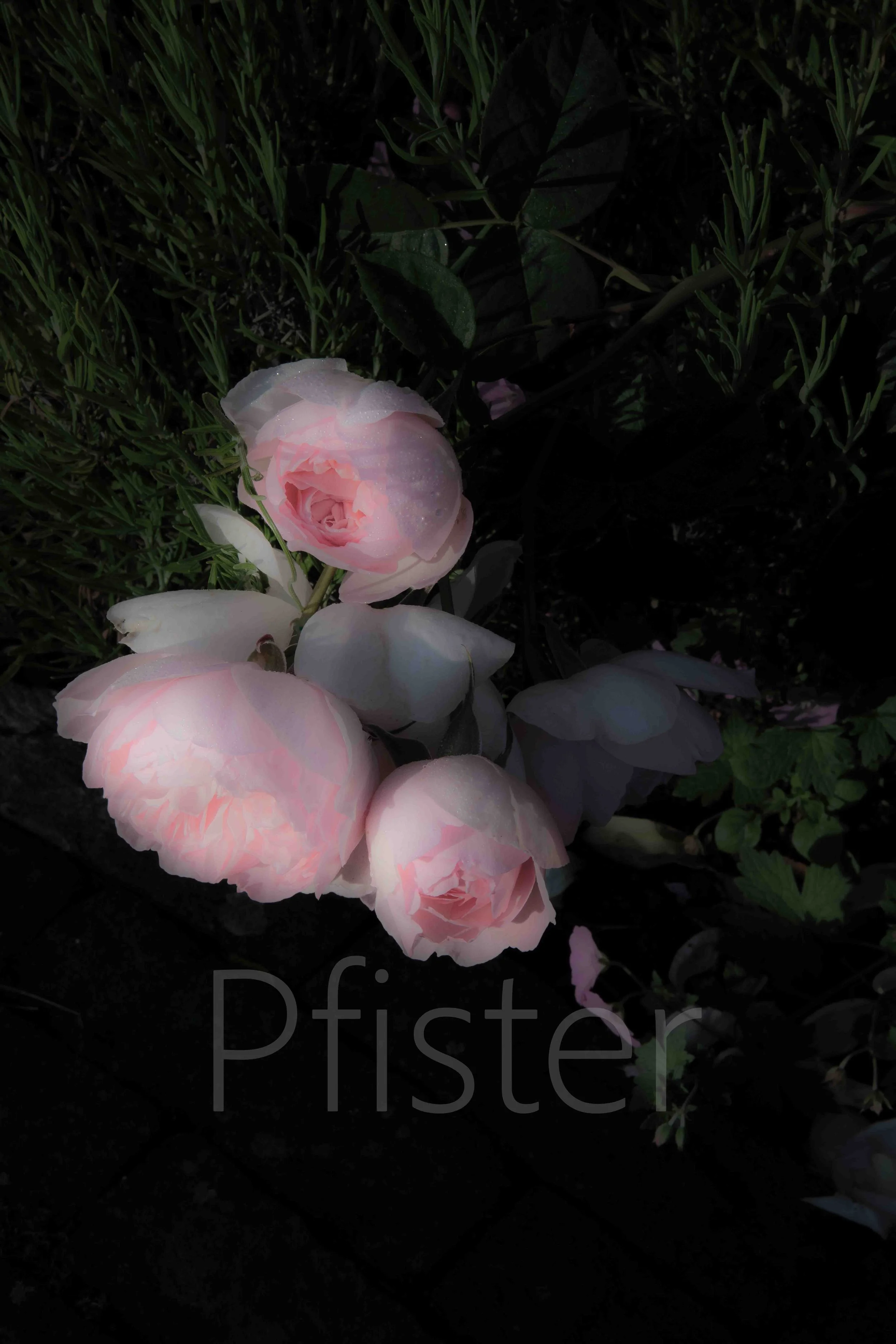 Pink rose. Using Hahnemühle 308gsm PhotoRag museum-quality etching paper, each print is made by hand by a master printer. Signed Limited Edition of 50 - certificate provided Worldwide Shipping Available Bespoke Framing Options for UK Customers