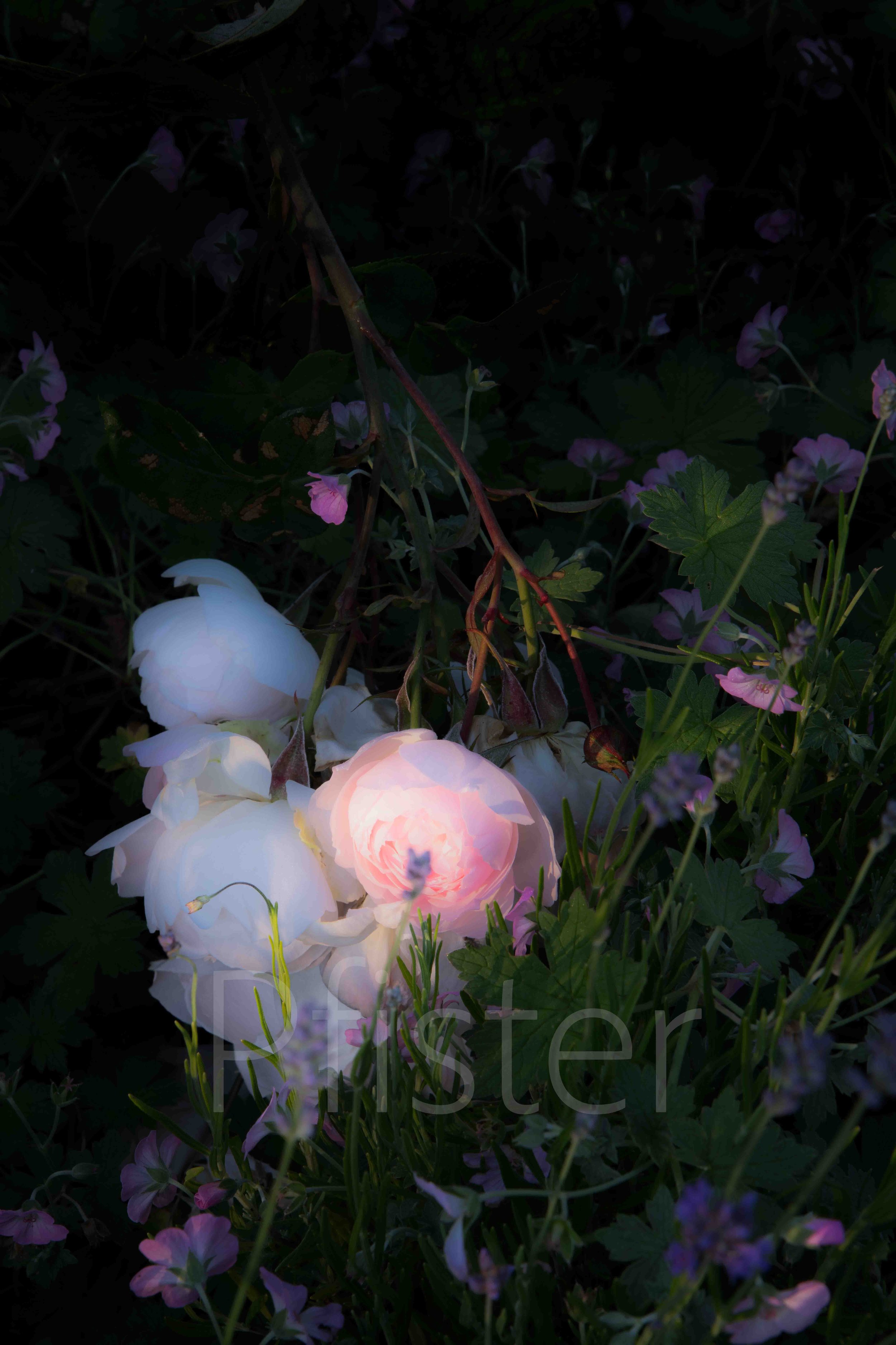 A  light pink and white flowers. Using Hahnemühle 308gsm PhotoRag museum-quality etching paper, each print is made by hand by a master printer. 

Signed Limited Edition of 50 -  certificate provided

Worldwide Shipping Available

Bespoke Framing Opti