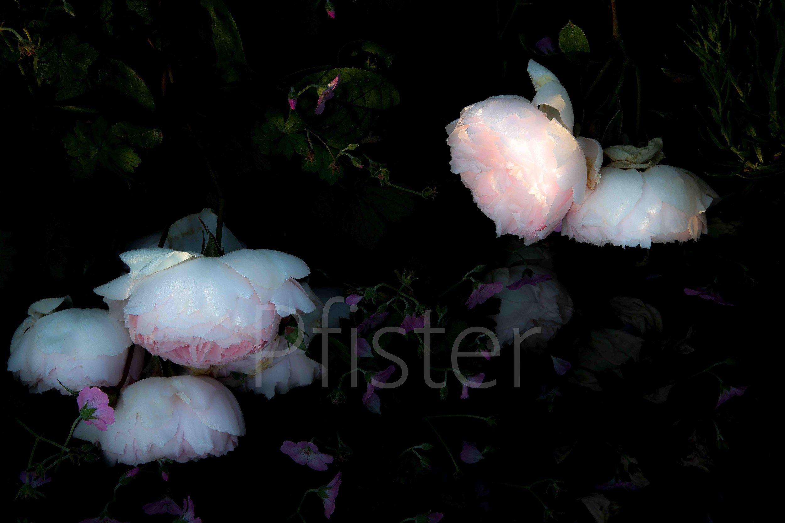 Pink rose. Using Hahnemühle 308gsm PhotoRag museum-quality etching paper, each print is made by hand by a master printer. Signed Limited Edition of 50 - certificate provided Worldwide Shipping Available Bespoke Framing Options for UK Customers