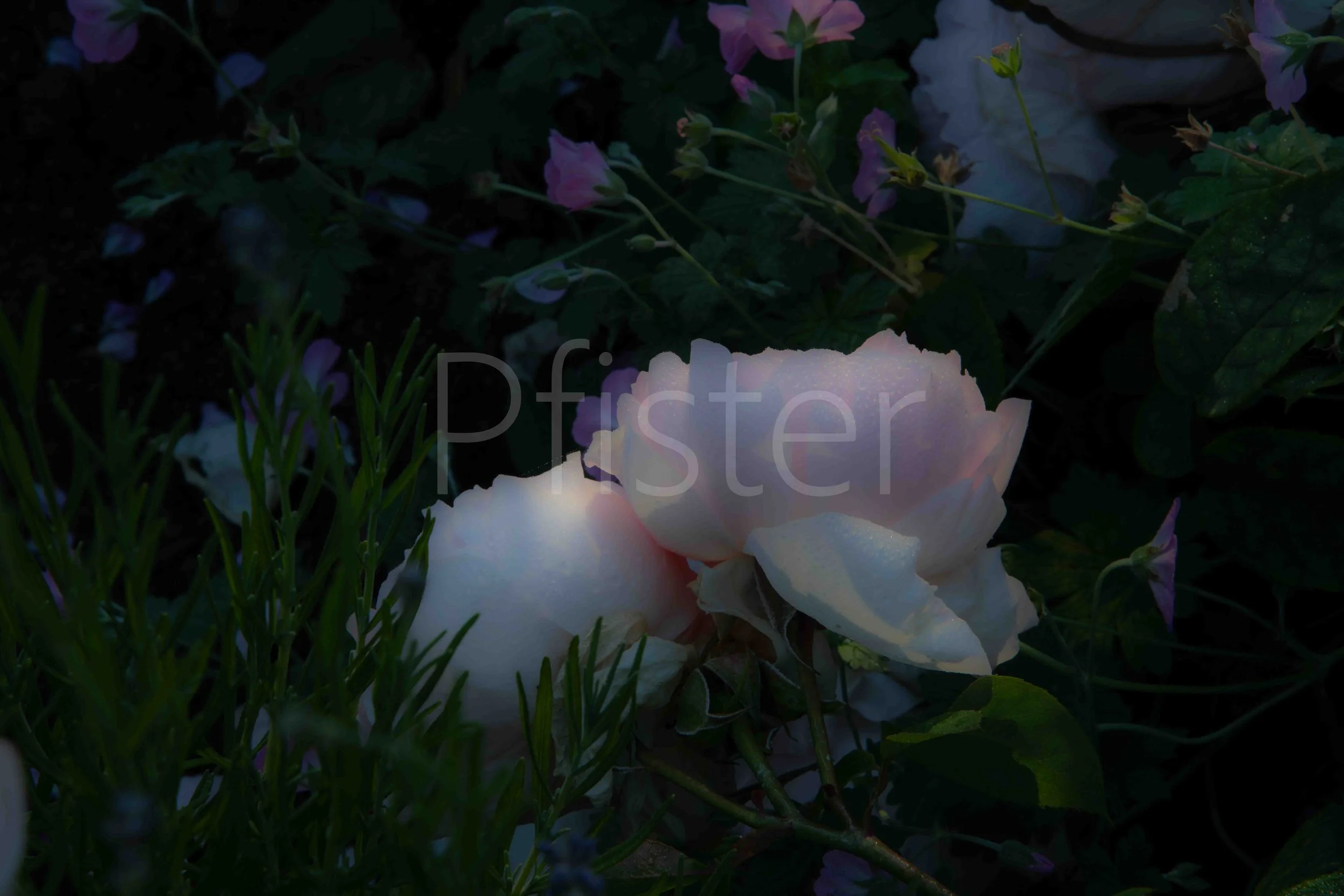 Close-up of a white peony flower blooming among green leaves and purple flowers in a garden.