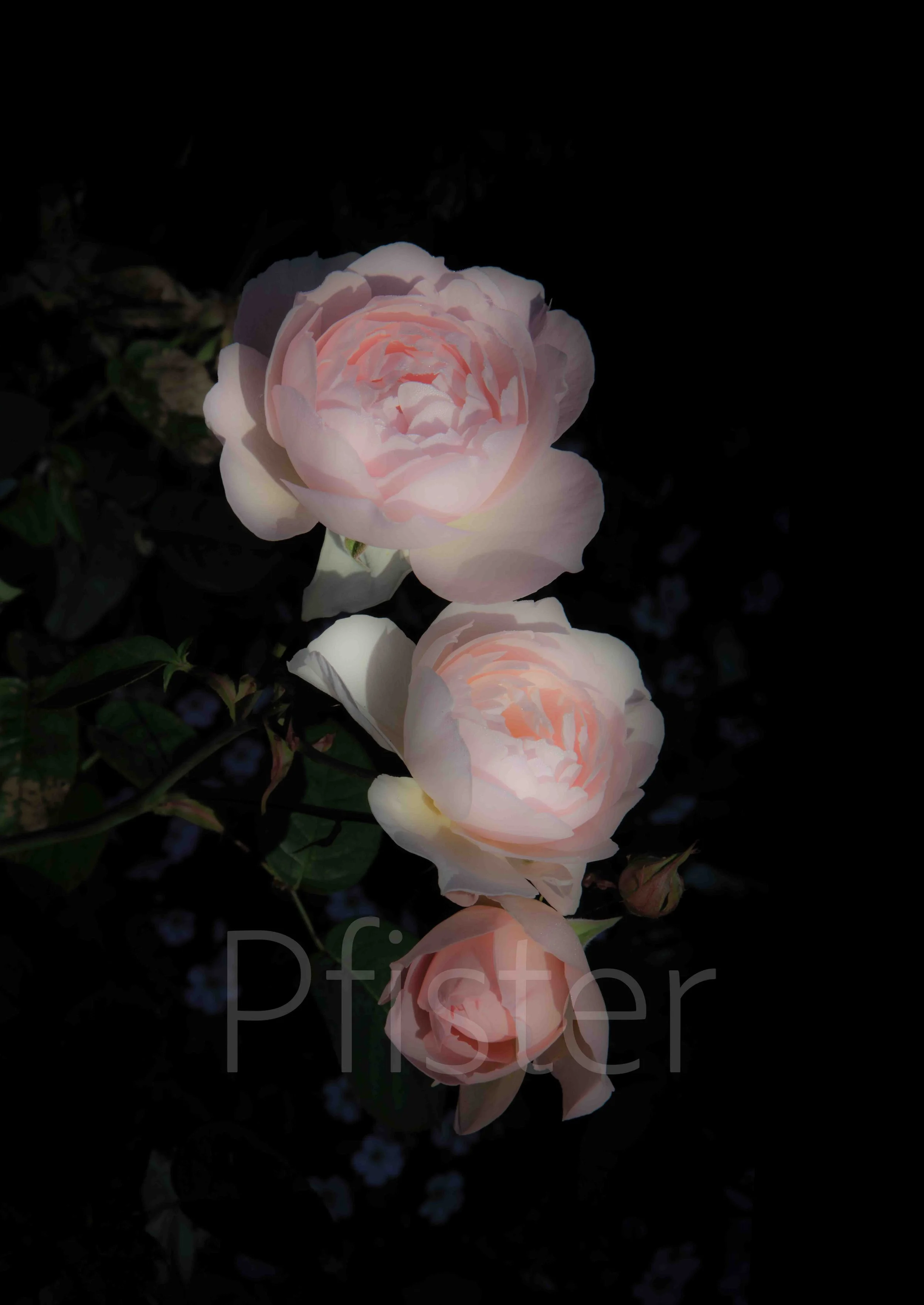 Pink roses in bloom reflected on a dark surface.