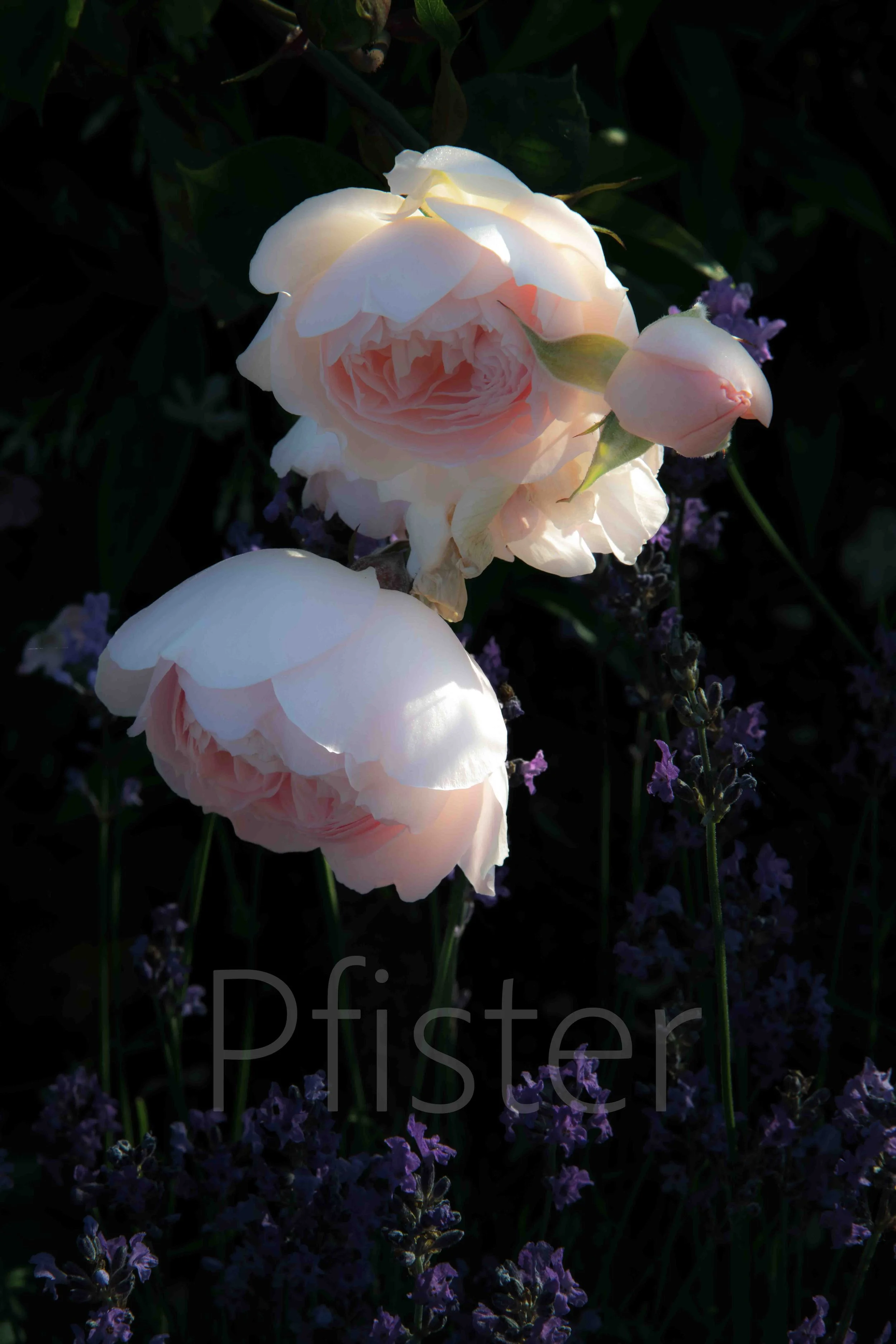 Pink rose. Using Hahnemühle 308gsm PhotoRag museum-quality etching paper, each print is made by hand by a master printer. Signed Limited Edition of 50 - certificate provided Worldwide Shipping Available Bespoke Framing Options for UK Customers