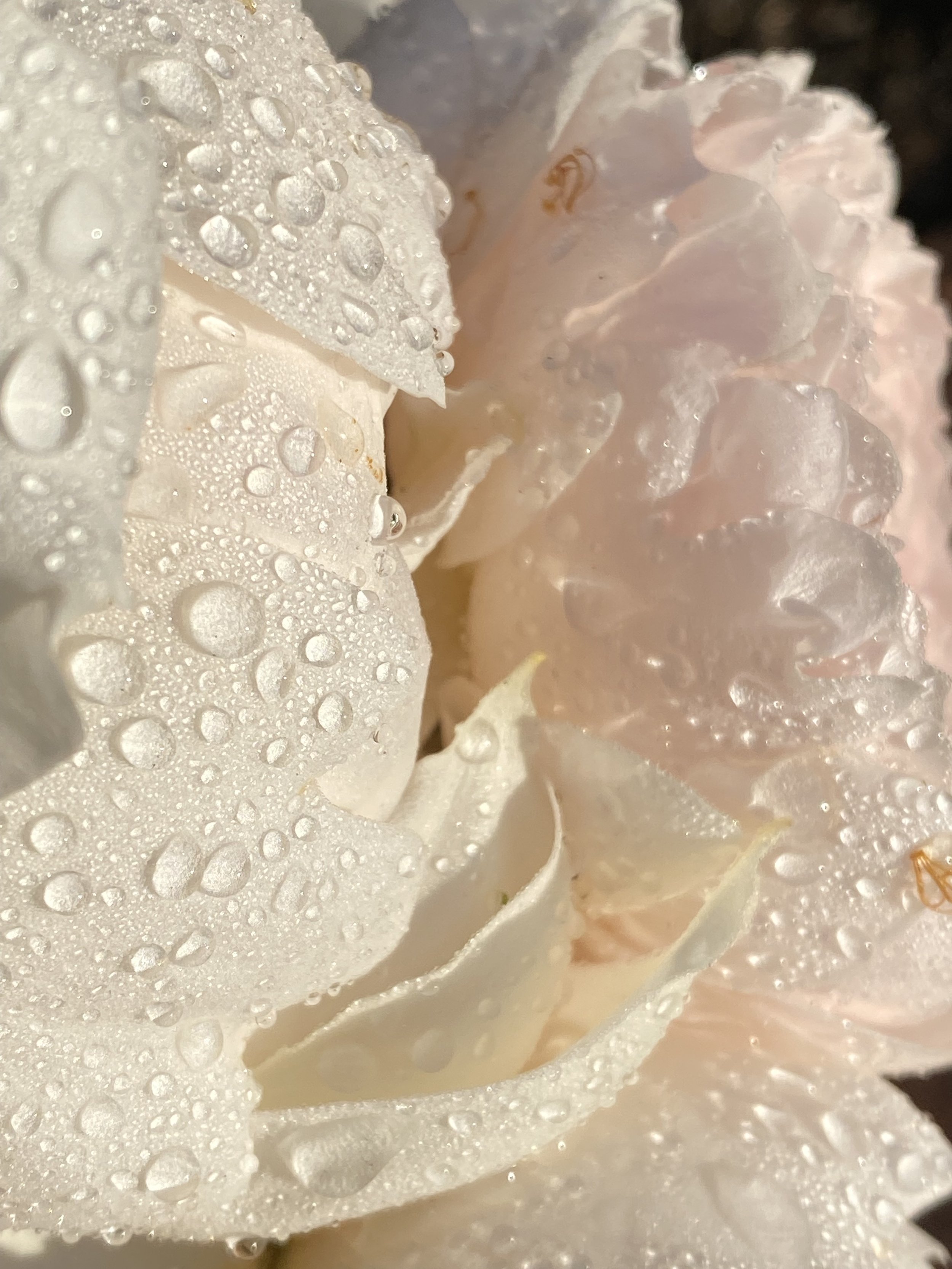 Four Heart Wall Focus  sessions