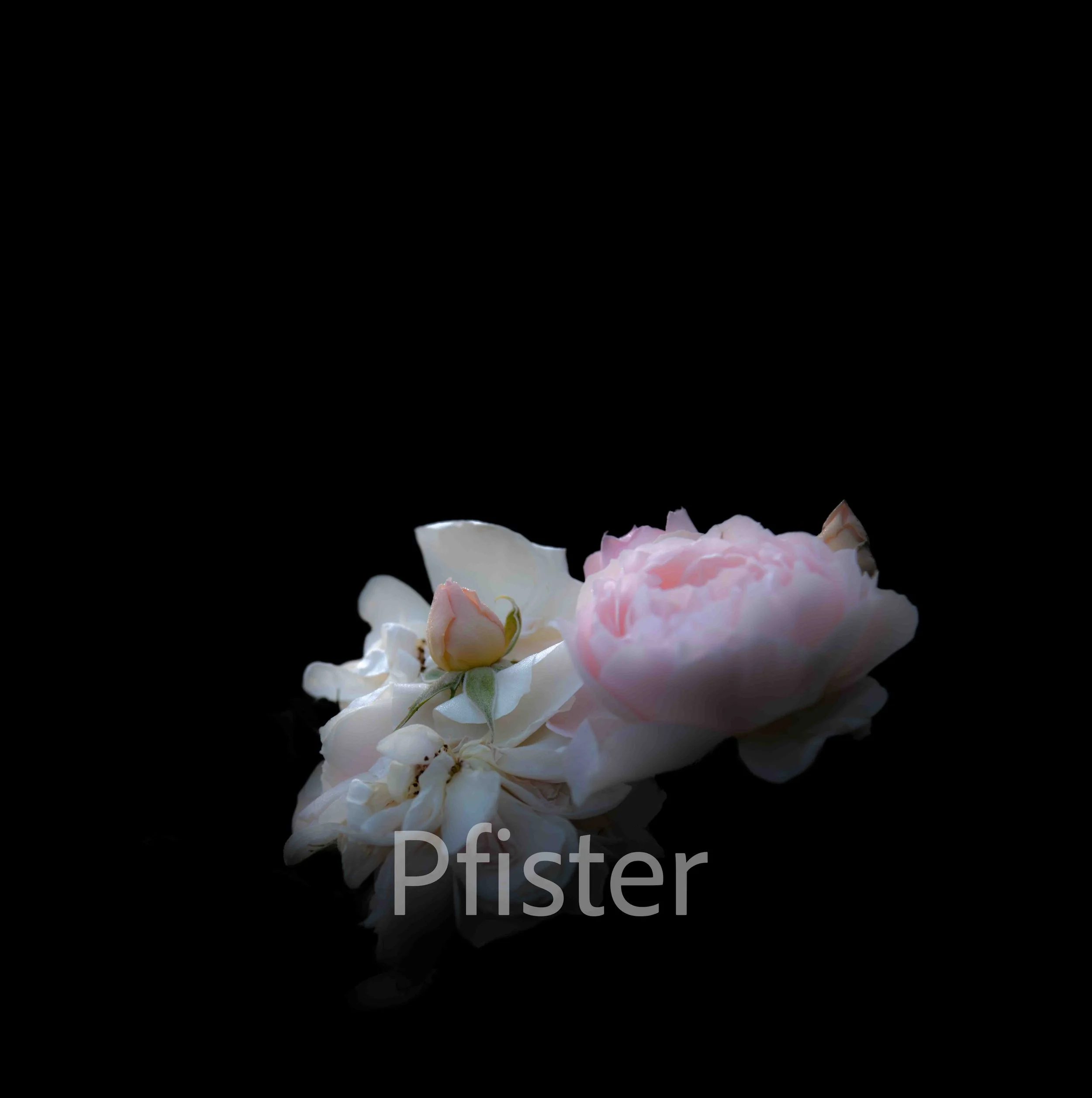 A beauty product called Pfister with a black background, featuring pink and white flowers on a reflective surface.