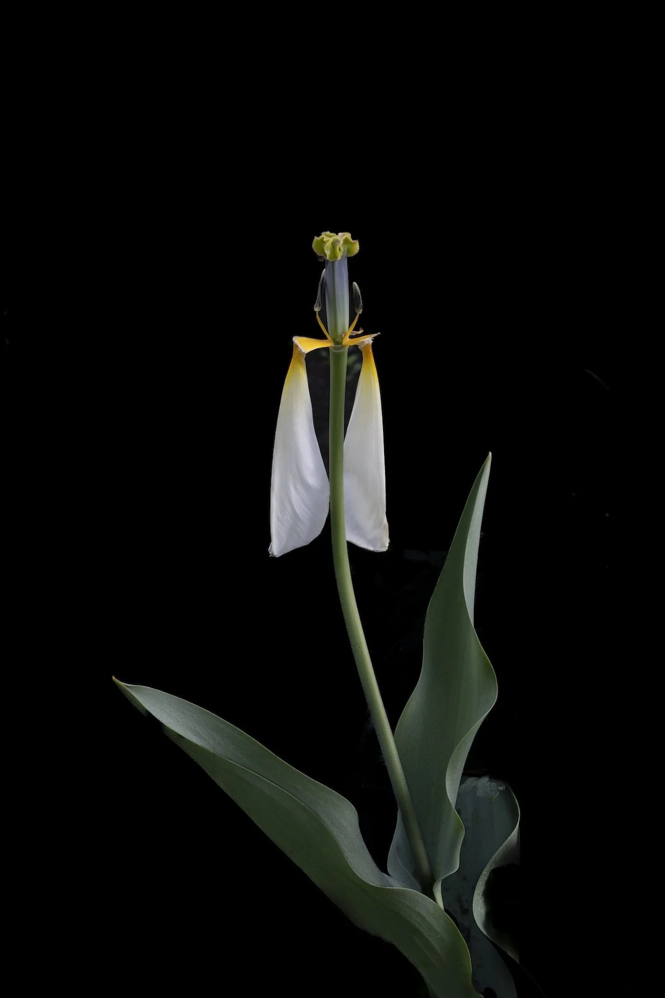 White tulip. Using Hahnemühle 308gsm PhotoRag museum-quality etching paper, each print is made by hand by a master printer. Signed Limited Edition of 50 - certificate provided Worldwide Shipping Available Bespoke Framing Options for UK Customers