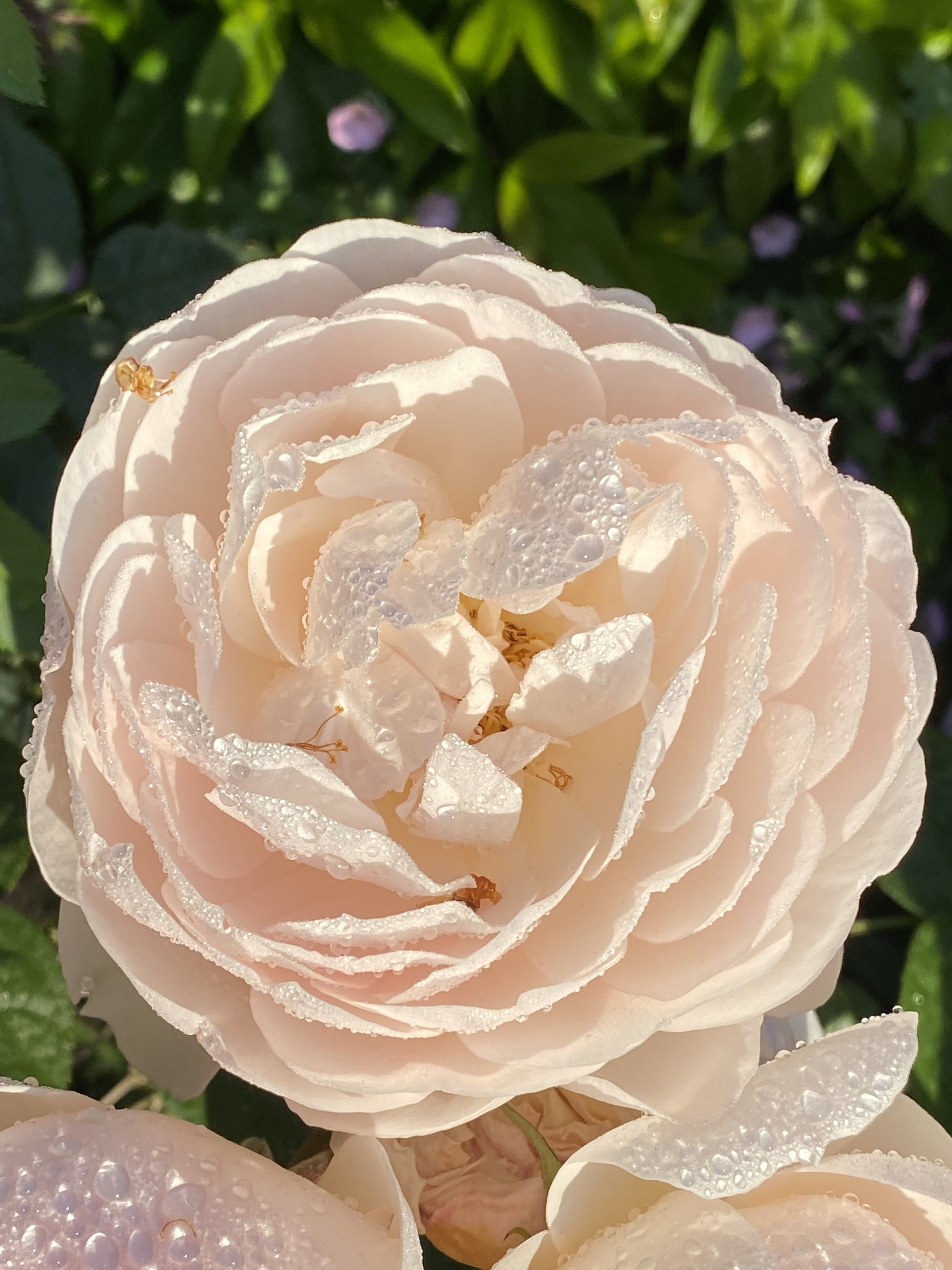 Emotion/Body/Belief Code Session