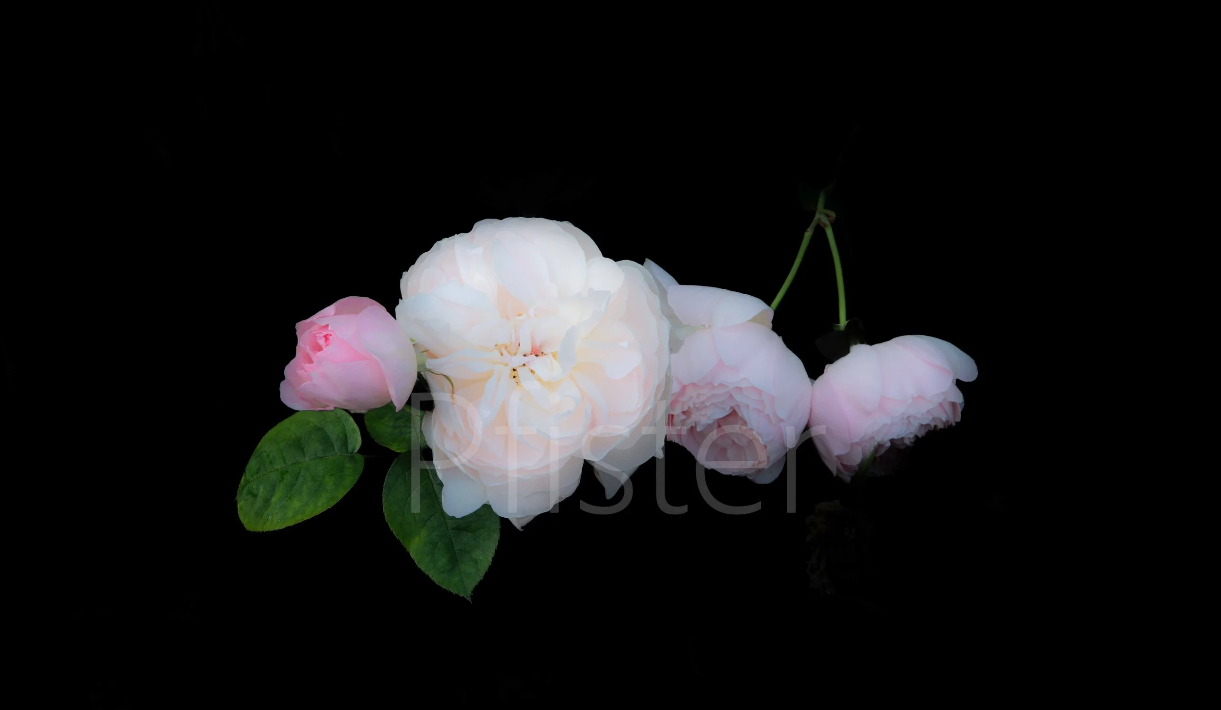 A white and light pink peony flowers against a black background. Using Hahnemühle 308gsm PhotoRag museum-quality etching paper, each print is made by hand by a master printer. 

Signed Limited Edition of 50 -  certificate provided

Worldwide Shippin.