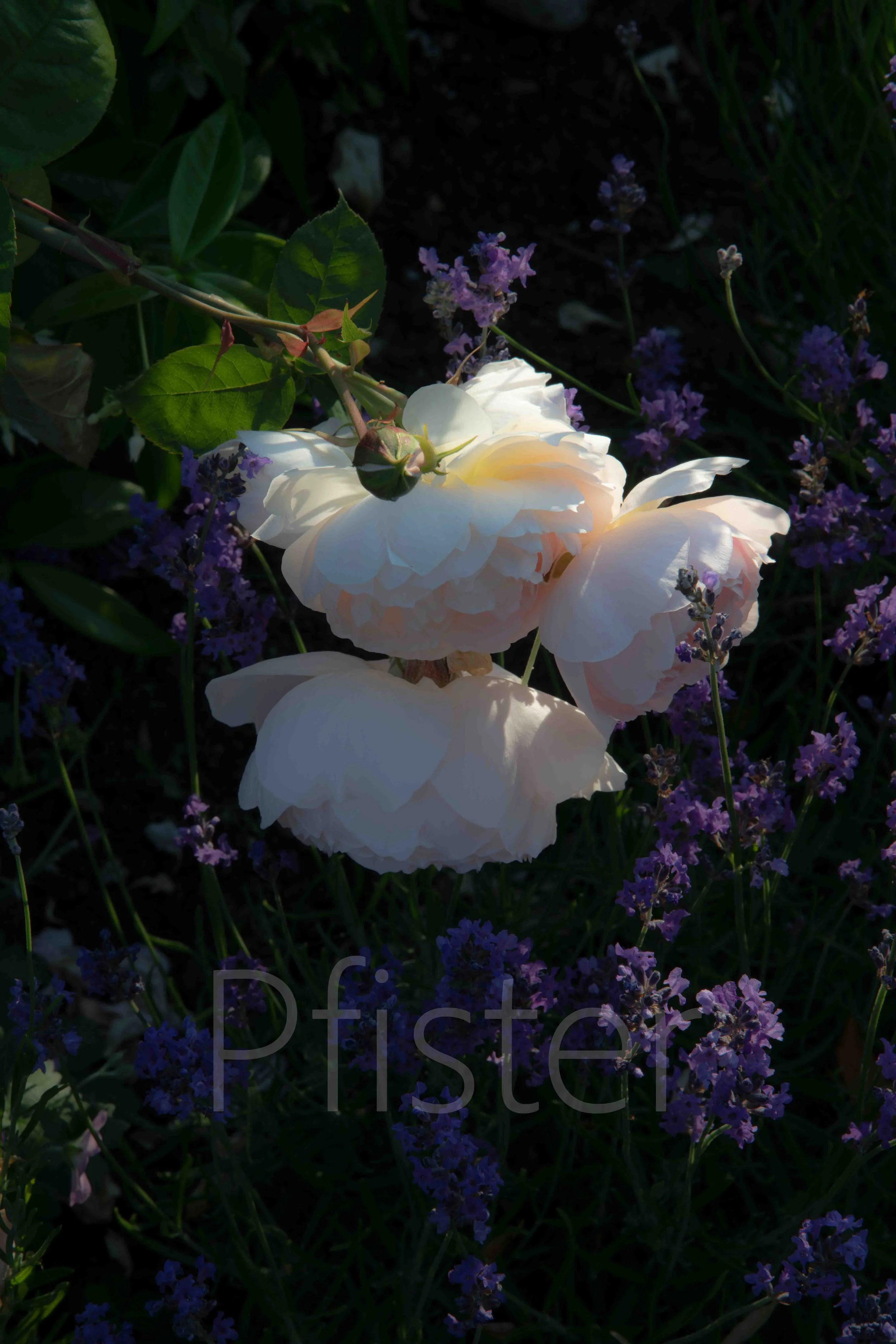 Pink rose. Using Hahnemühle 308gsm PhotoRag museum-quality etching paper, each print is made by hand by a master printer. Signed Limited Edition of 50 - certificate provided Worldwide Shipping Available Bespoke Framing Options for UK Customers