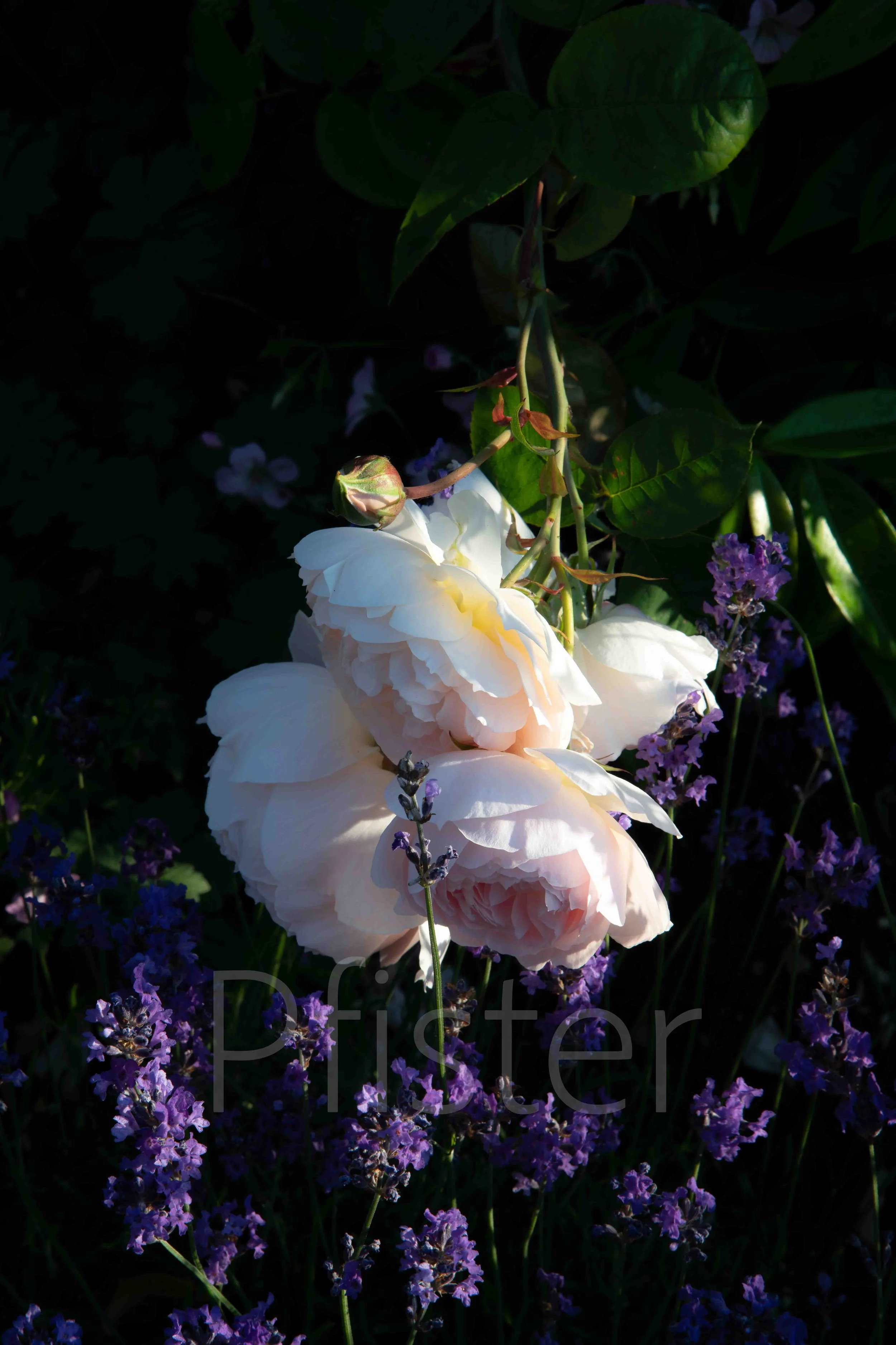  Peony flowers. Using Hahnemühle 308gsm PhotoRag museum-quality etching paper, each print is made by hand by a master printer. 

Signed Limited Edition of 50 -  certificate provided

Worldwide Shipping Available

Bespoke Framing Options for UK Custom