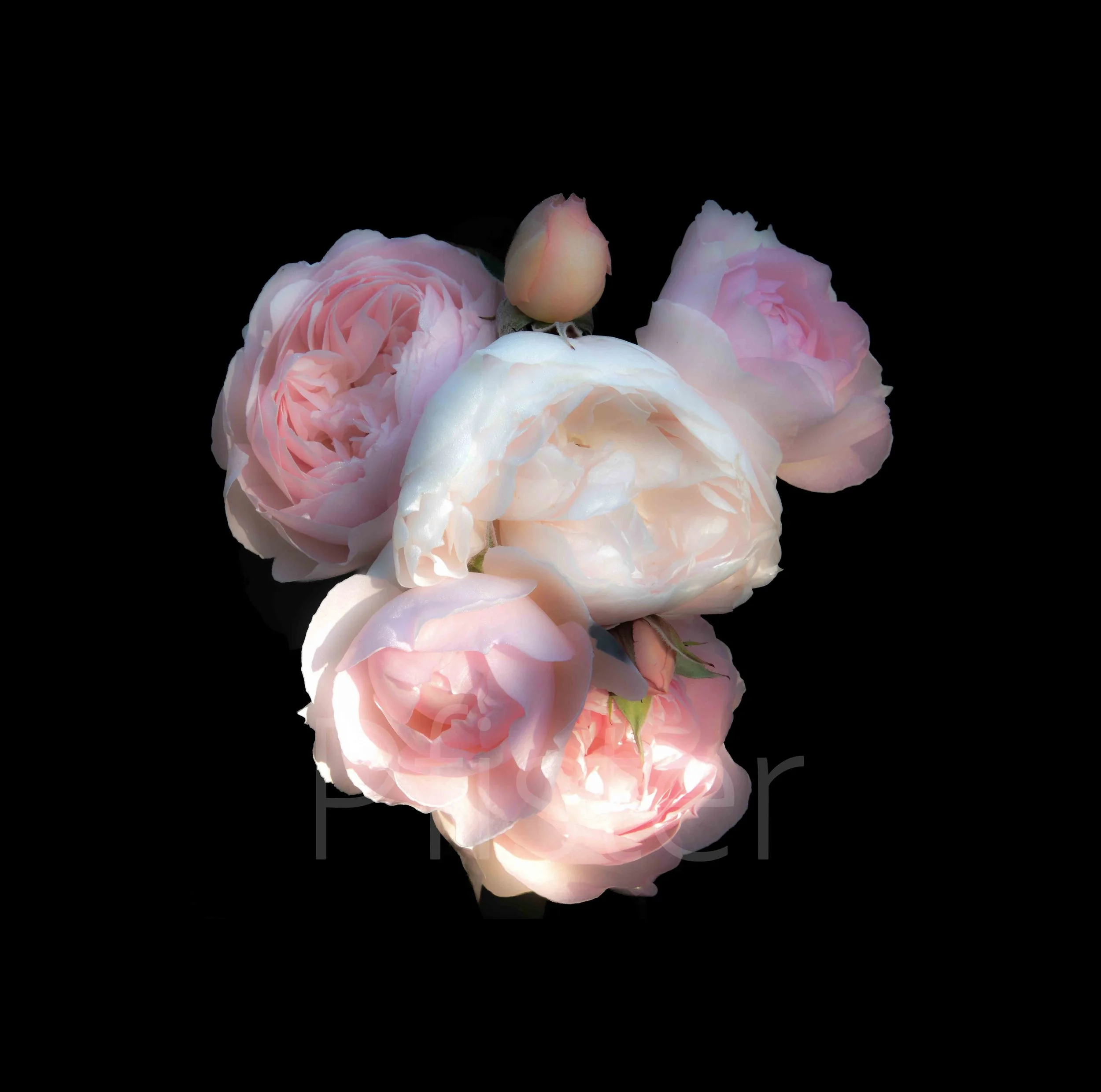 A pink and white peonies hanging upside down against a dark background.Using Hahnemühle 308gsm PhotoRag museum-quality etching paper, each print is made by hand by a master printer. 

Signed Limited Edition of 50 -  certificate provided

Worldwide Sh