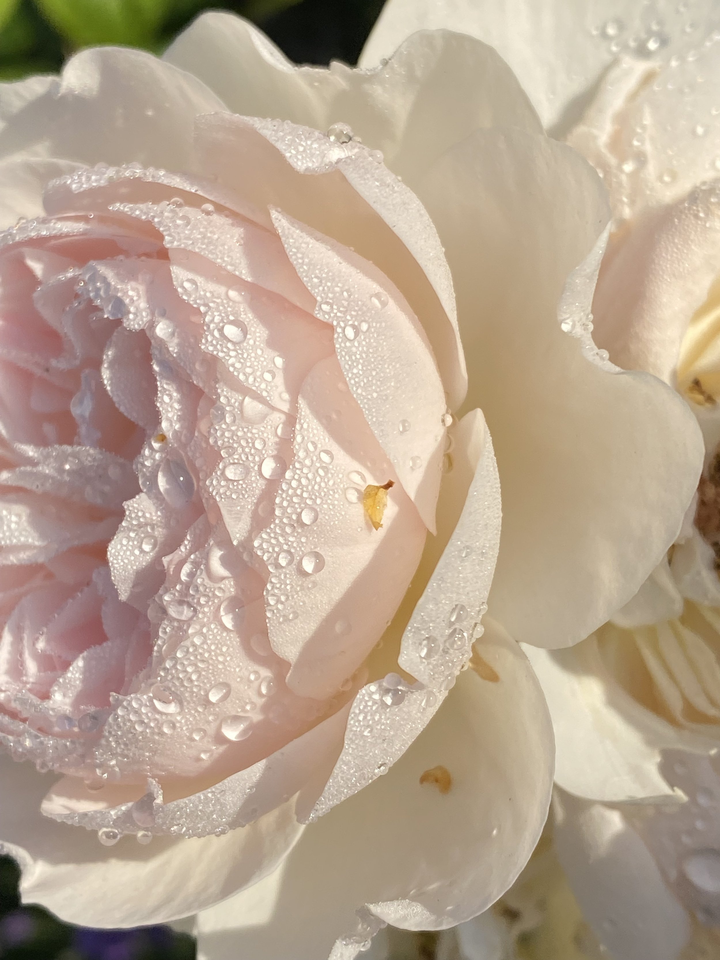 Graced Treatment Session