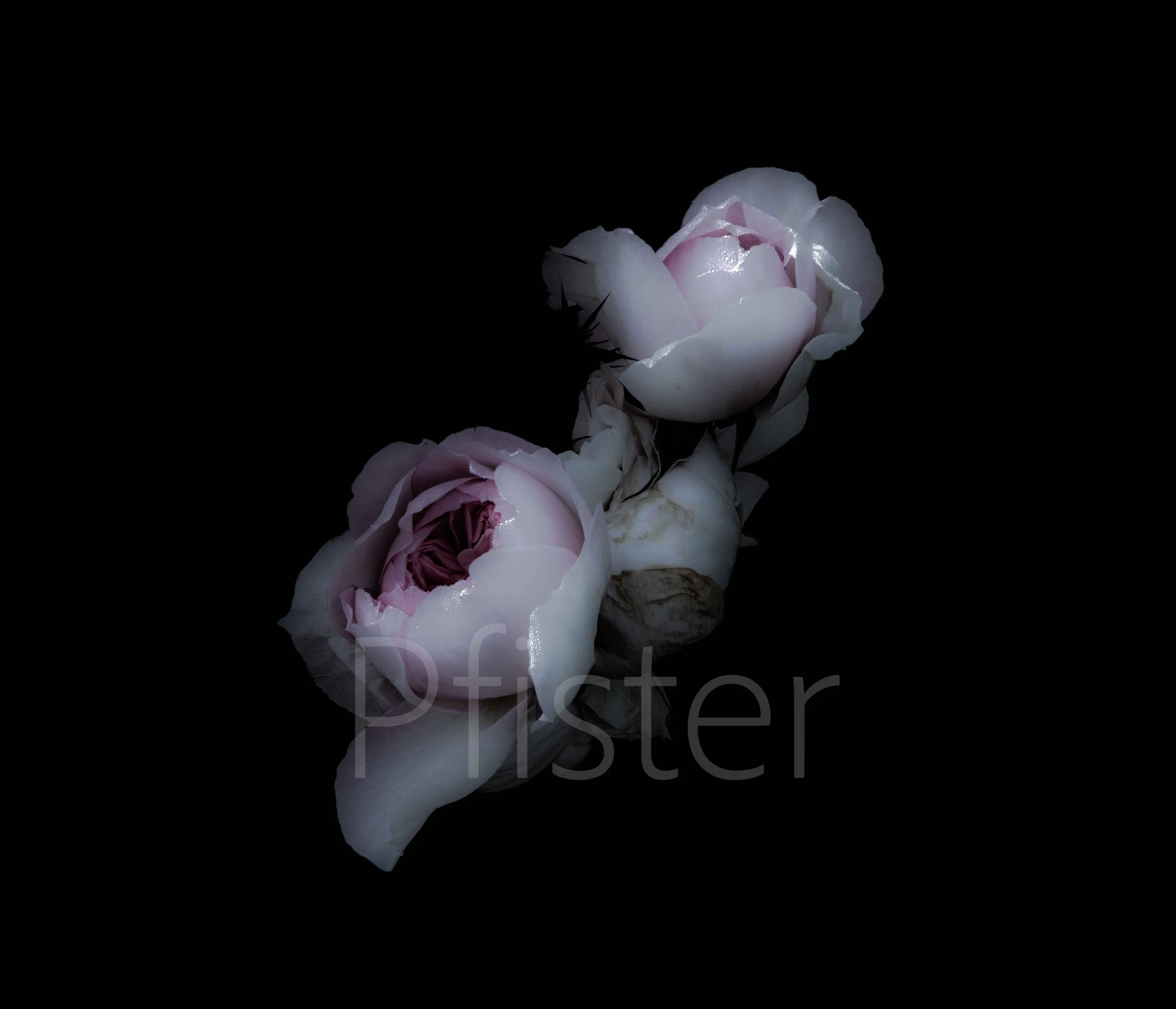 Two pale pink and white peony flowers against a black background.