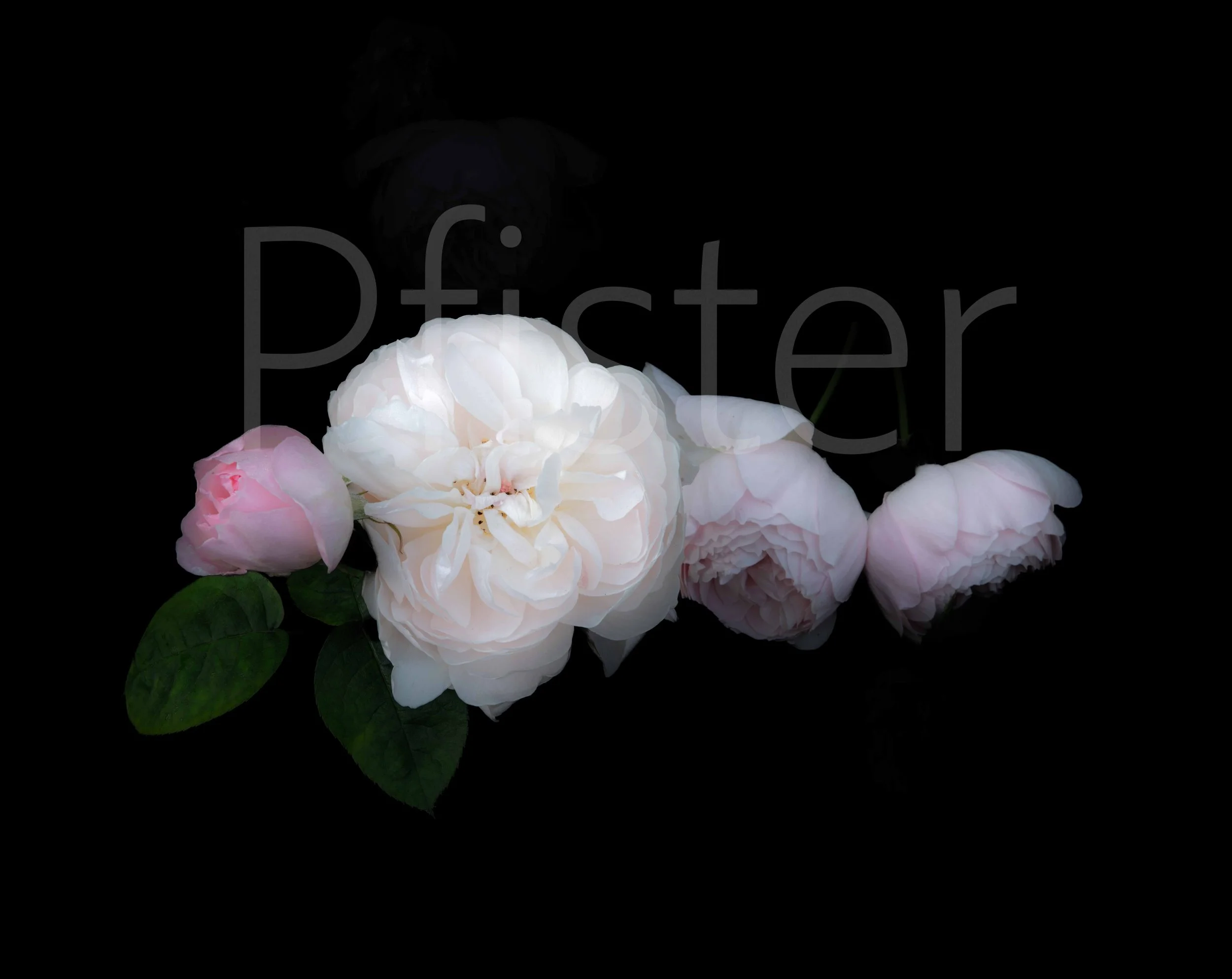 A cluster of pink and white roses with green leaves against a black background.