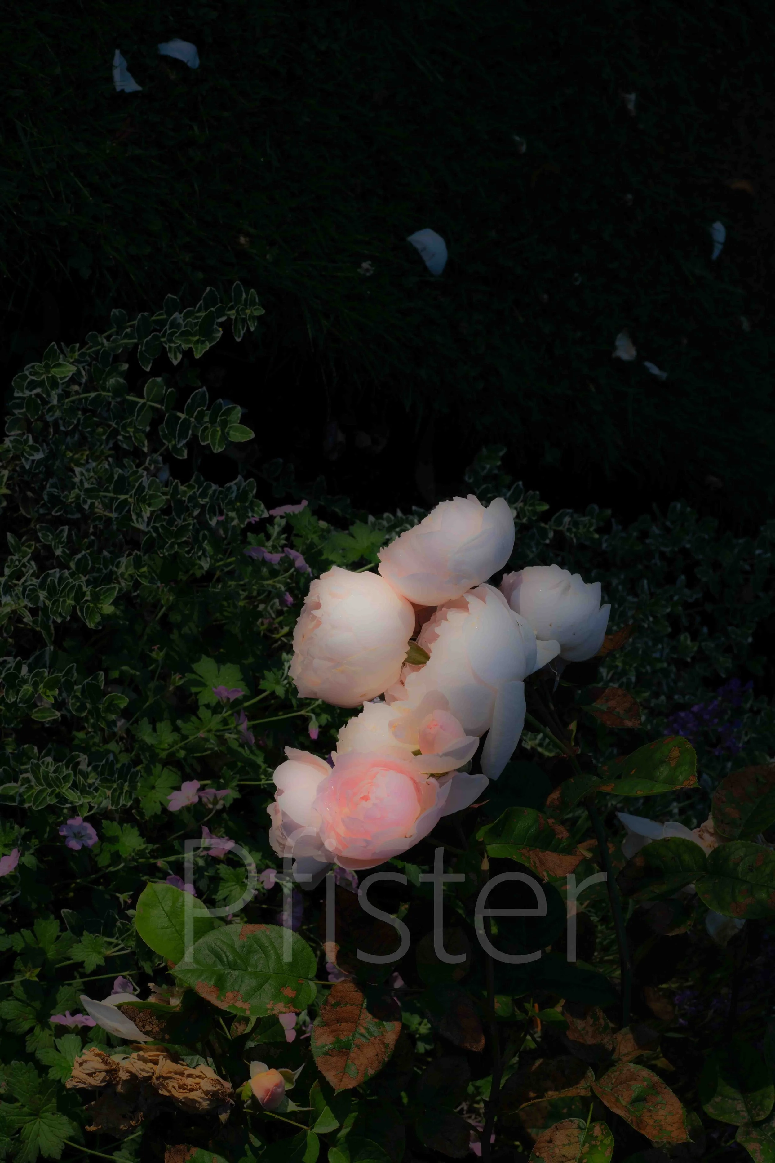 A pink and white flower with a dark background. Using Hahnemühle 308gsm PhotoRag museum-quality etching paper, each print is made by hand by a master printer. 

Signed Limited Edition of 50 -  certificate provided

Worldwide Shipping Available


