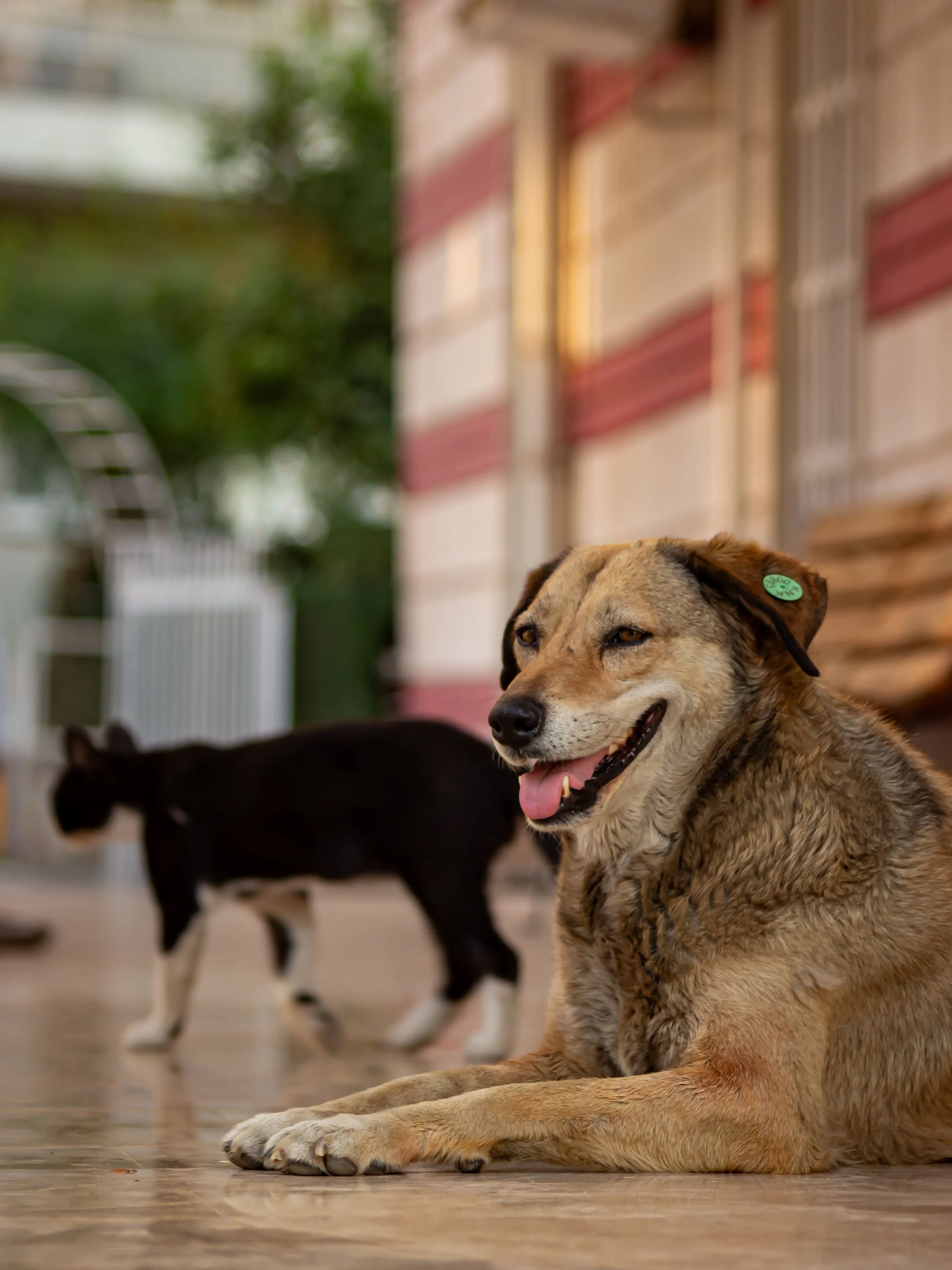 A large brown dog with a green ear tag resting on a wooden floor, with two other dogs blurred in the background, one black and white and the other tan and black, in an outdoor setting.