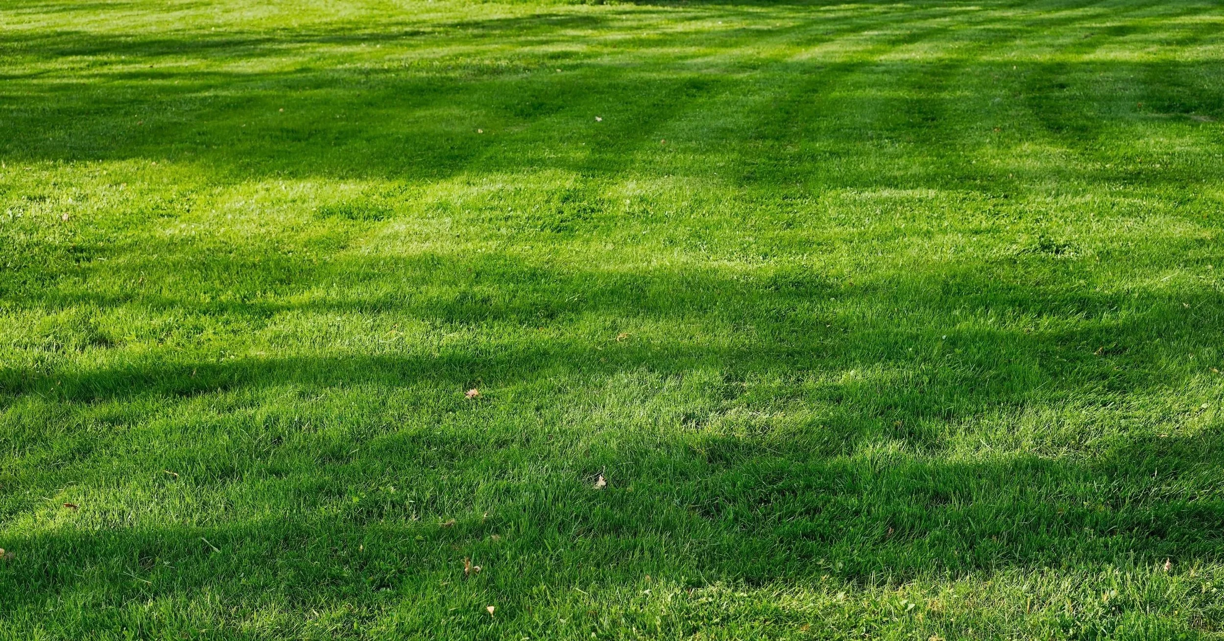 freshly mowed lawn, turf, garden, mower, lawn mower