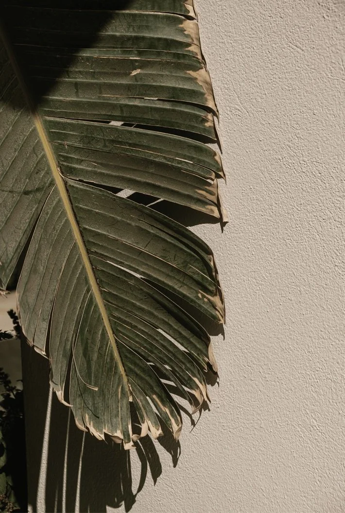 squarespace site decorative image (179).jpg