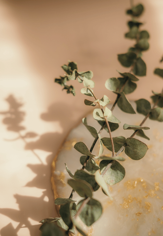 squarespace site decorative image (101).png