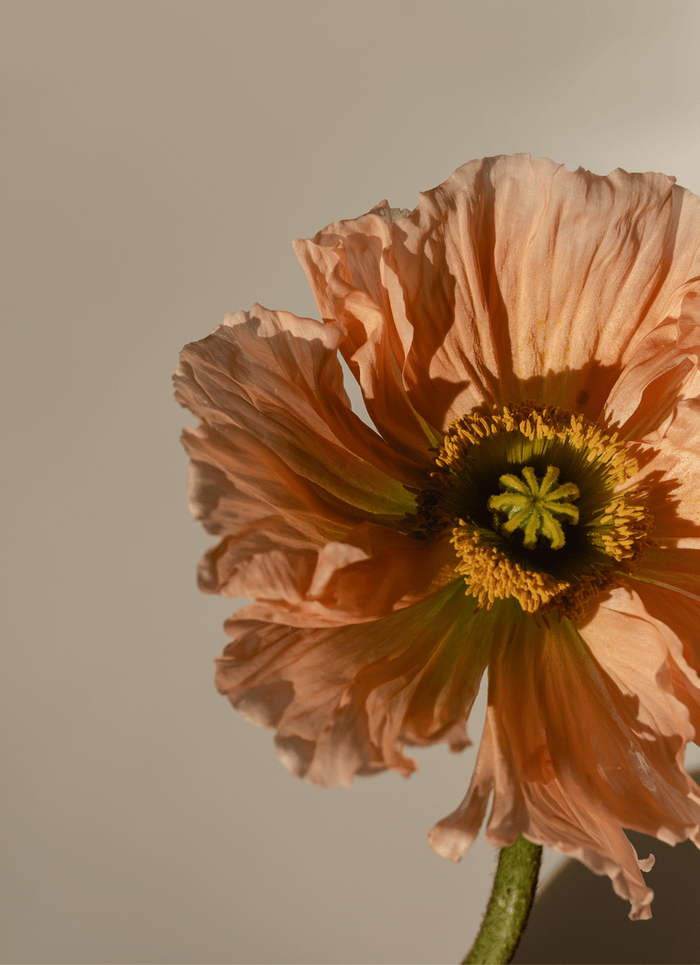 squarespace site decorative image (191).png